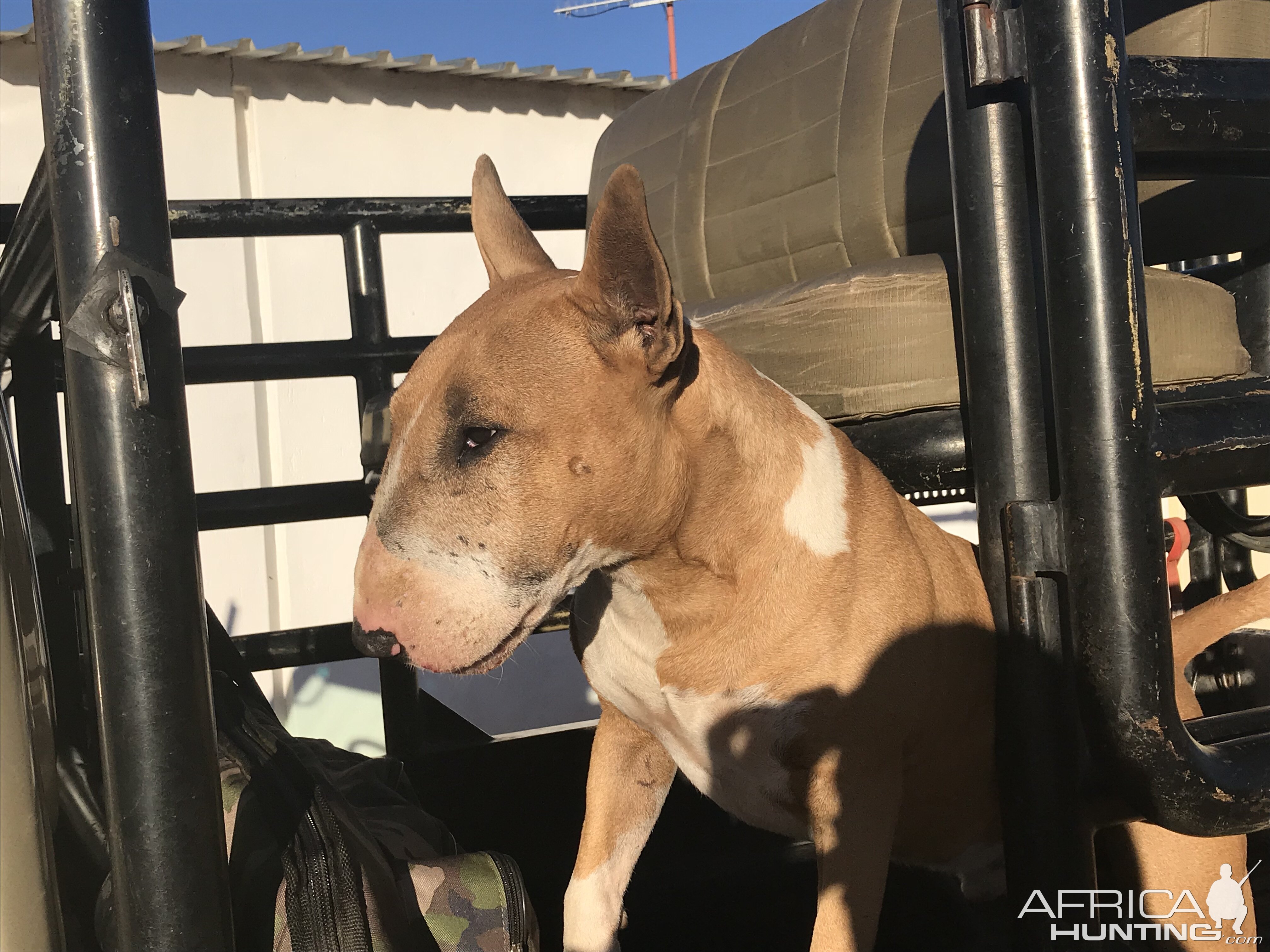 Bull terrier sale hunting