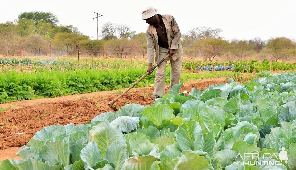 Our Organic Garden South Africa