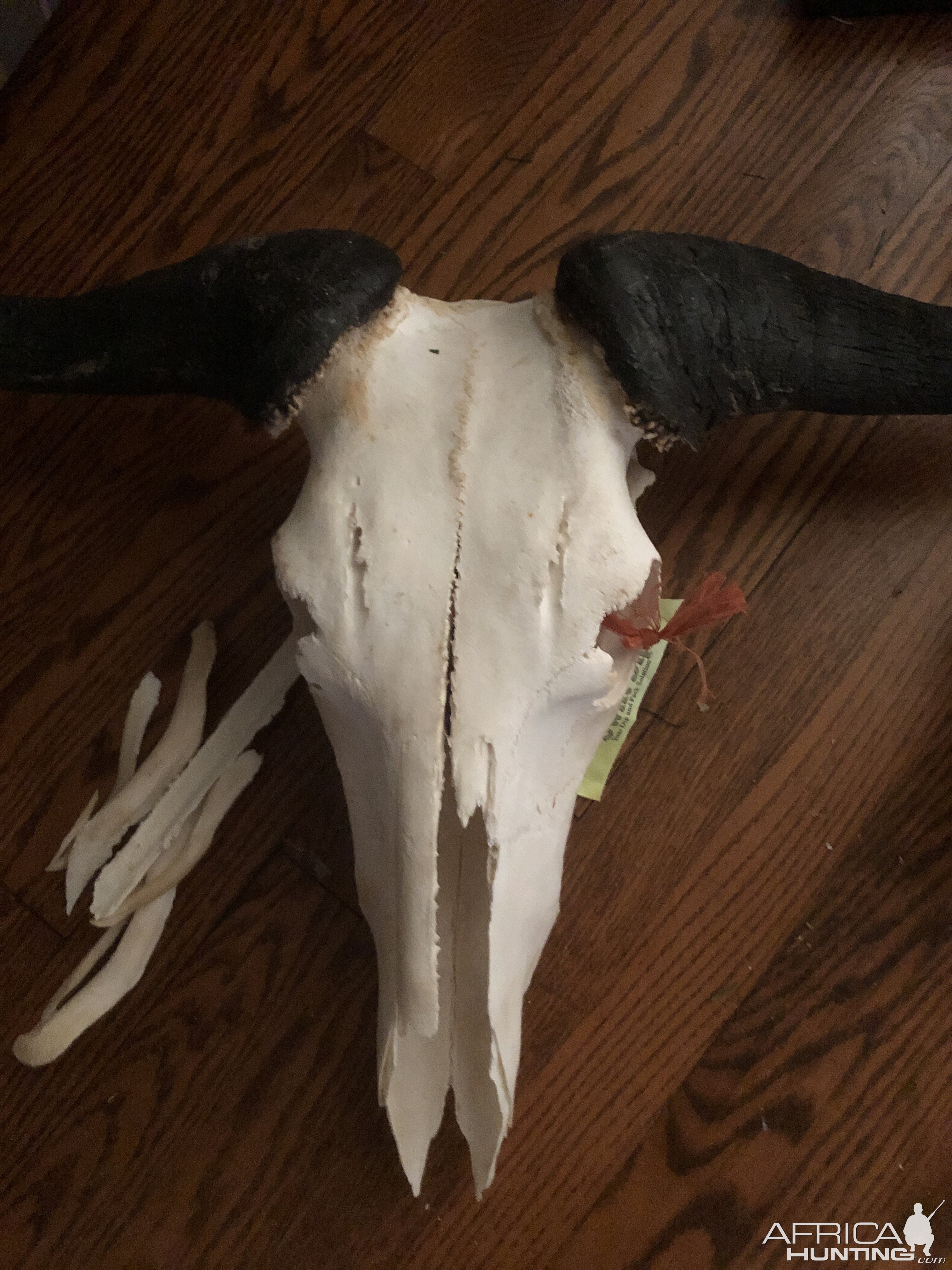 Over boiled Blue Wildebeest Skull