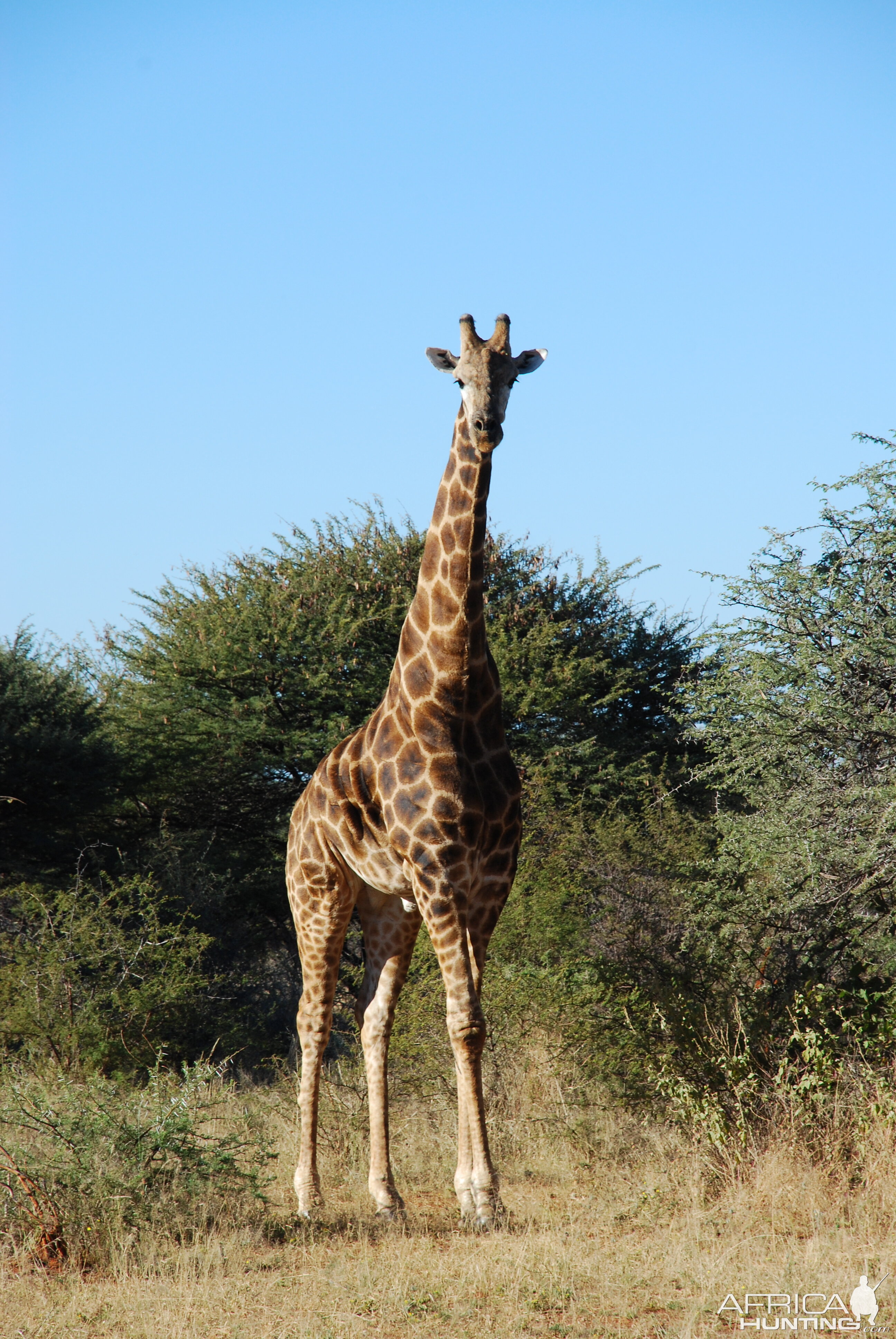 Ozondjahe Hunting Safaris, Namibia