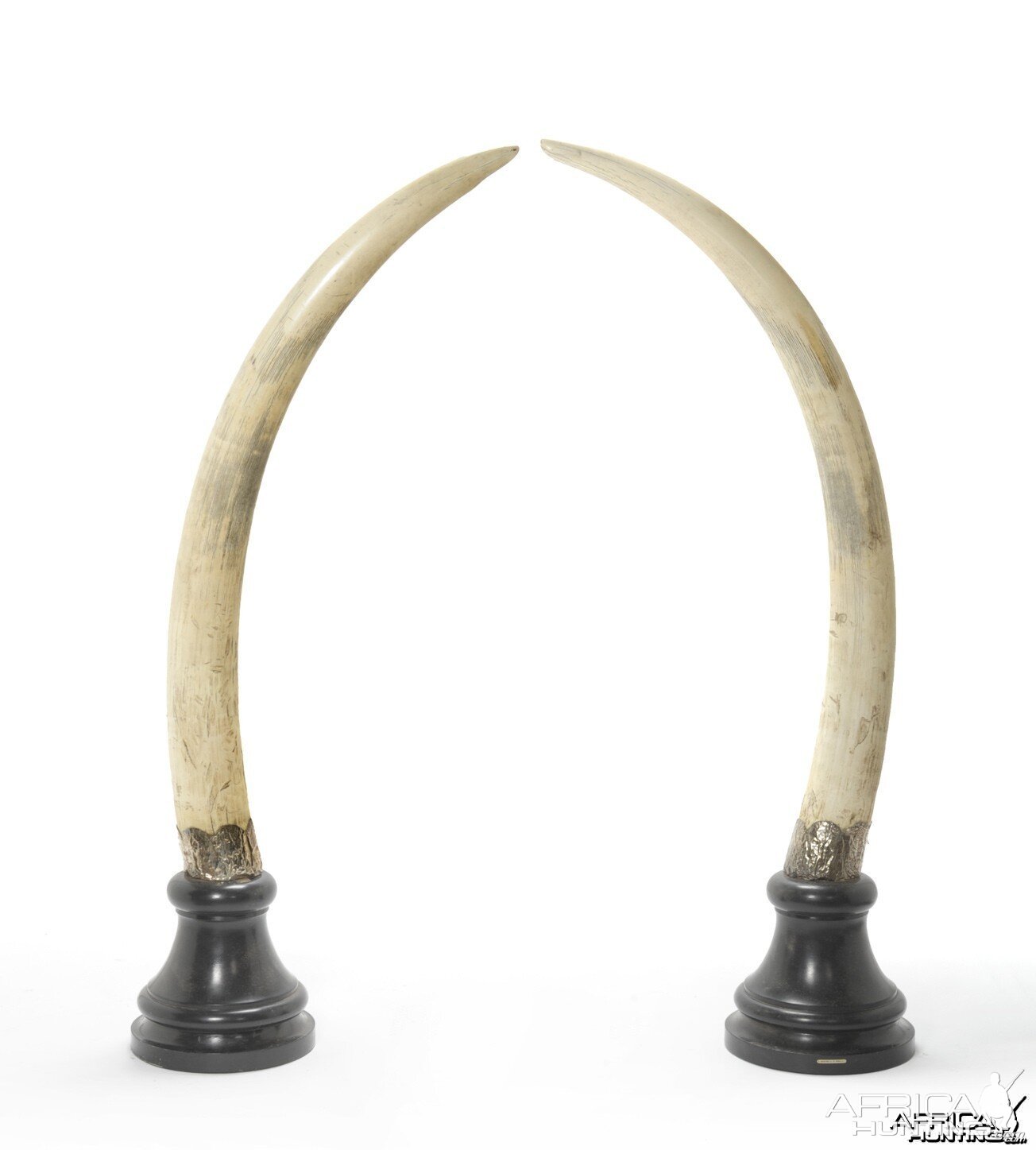 Pair of Elephant Tusks