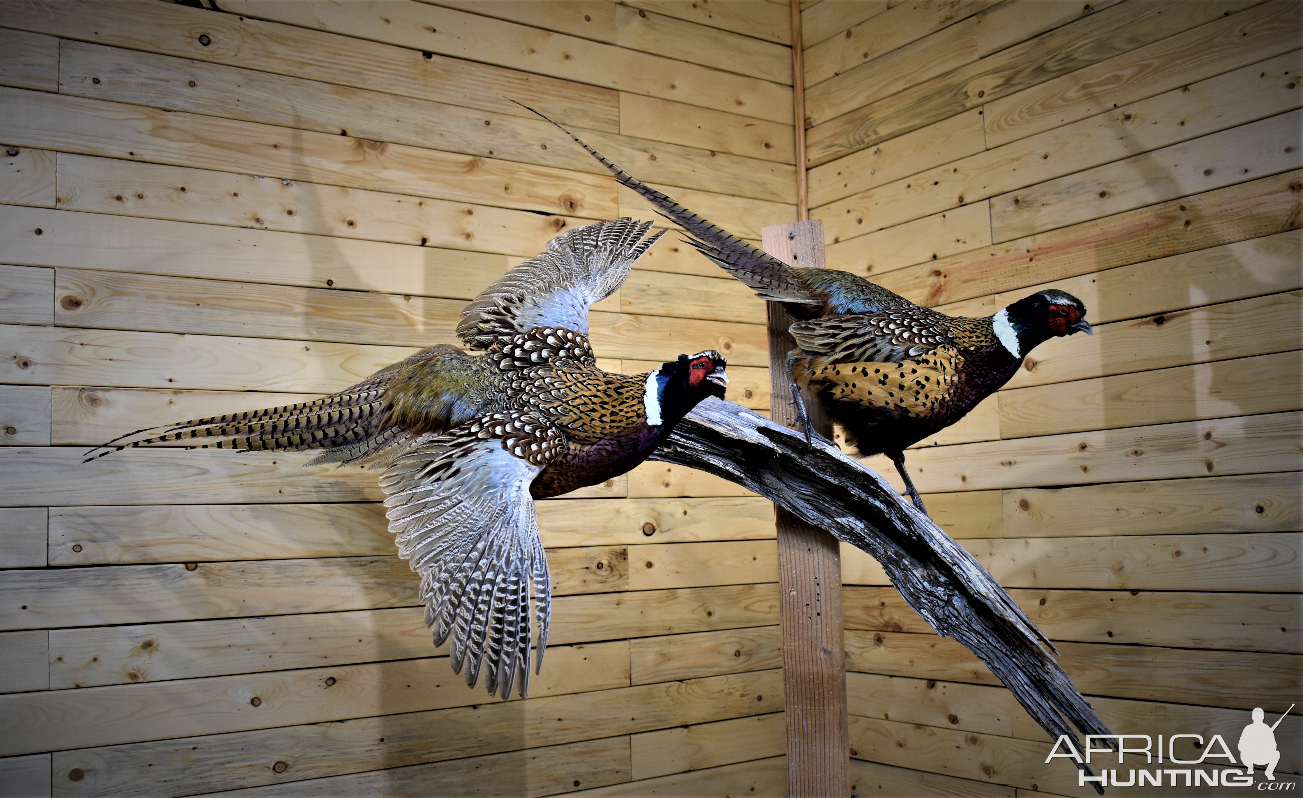 Pair of Pheasant Full Mount Taxidermy | AfricaHunting.com