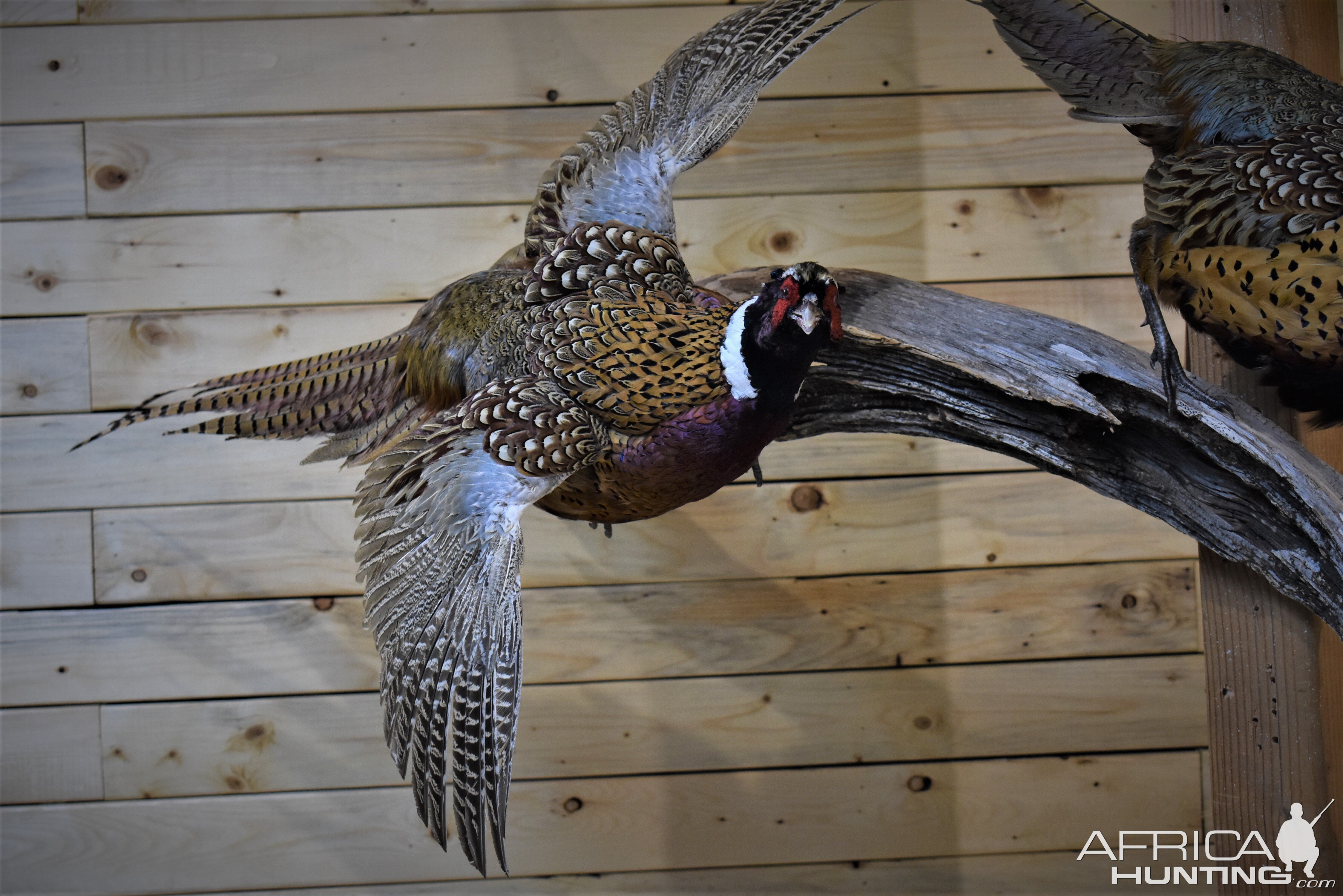 Pair of Pheasant Full Mount Taxidermy