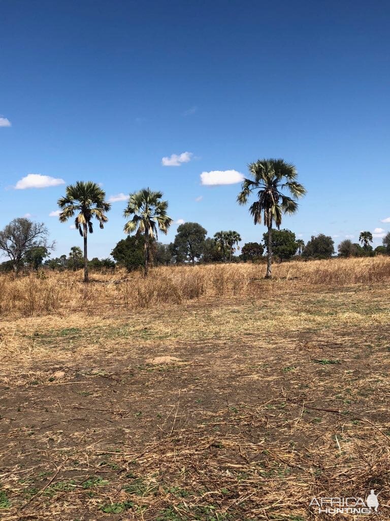 Palm trees on the plains of Zambia | AfricaHunting.com