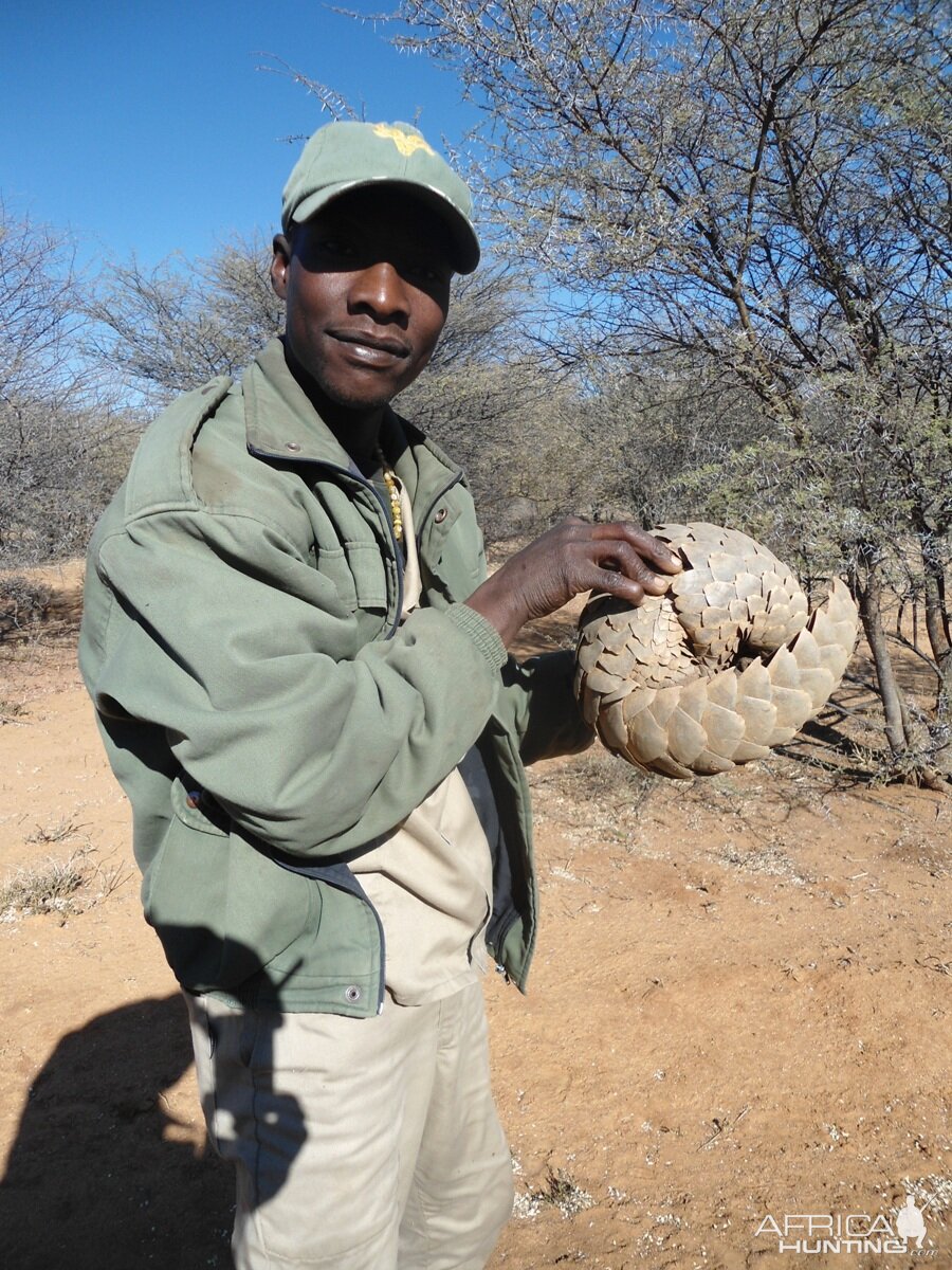 Pangolin Namibia