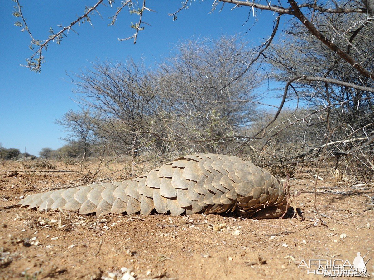 Pangolin Namibia