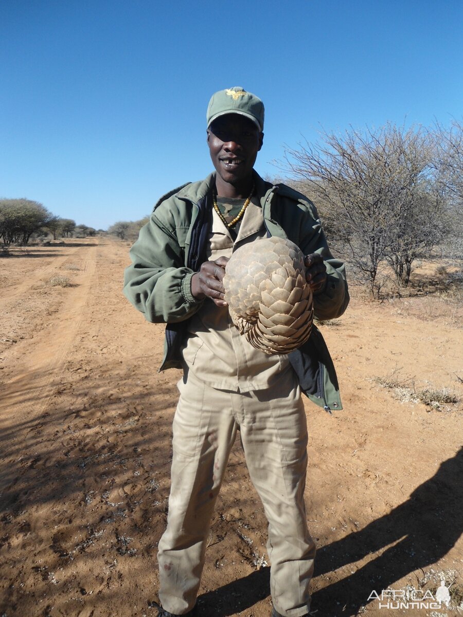 Pangolin Namibia