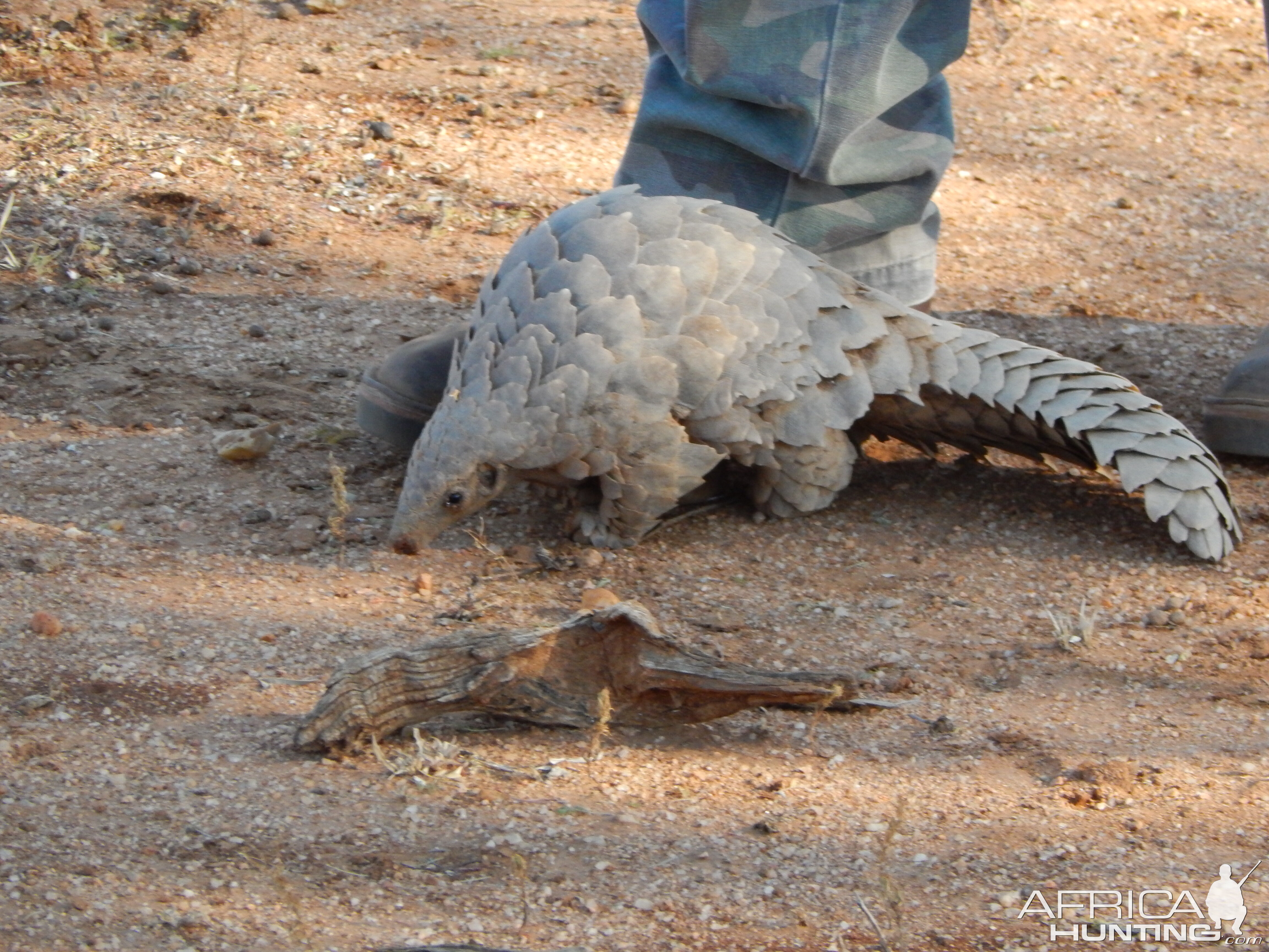 Pangolin Namibia