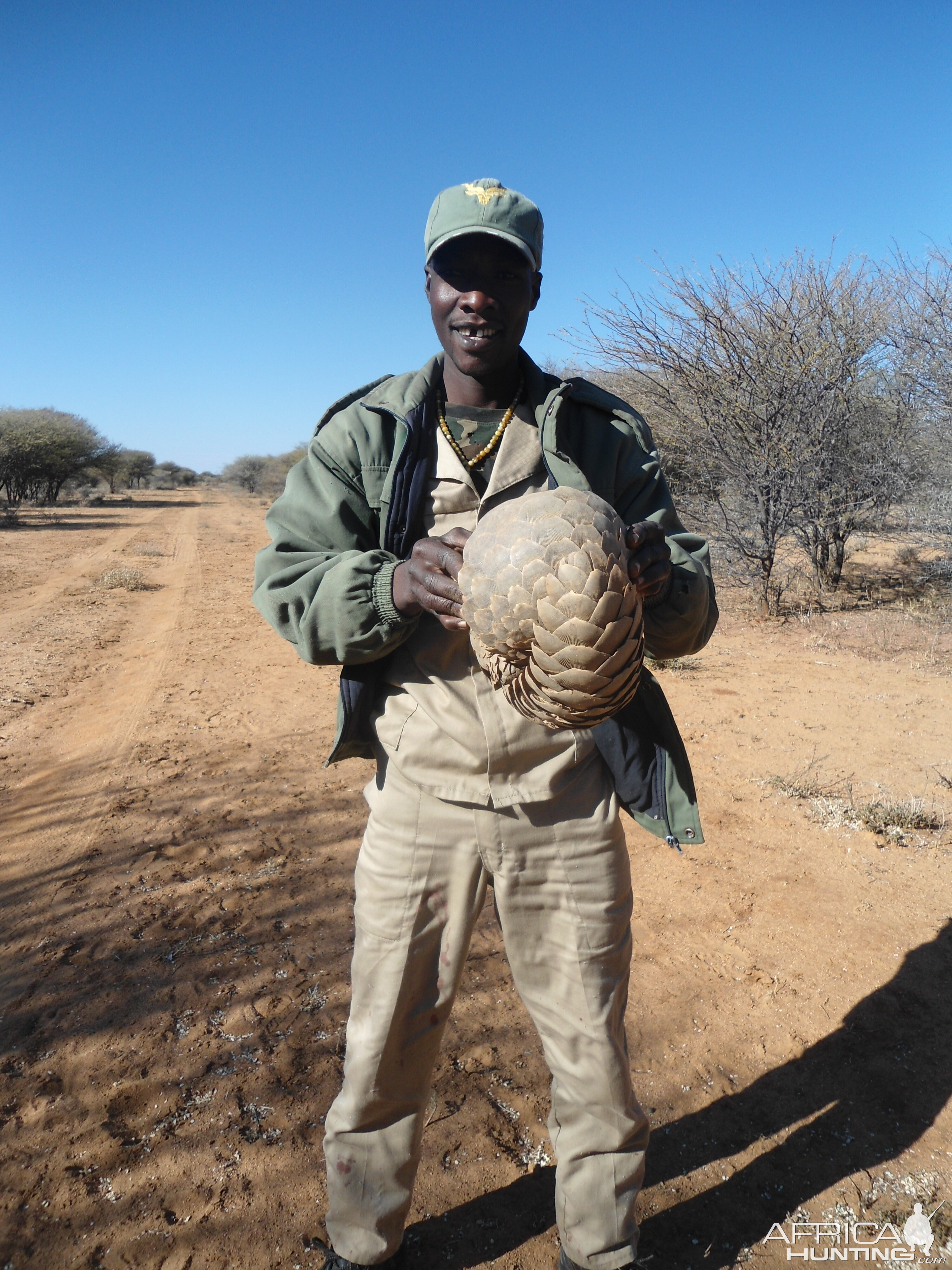 Pangolin Namibia