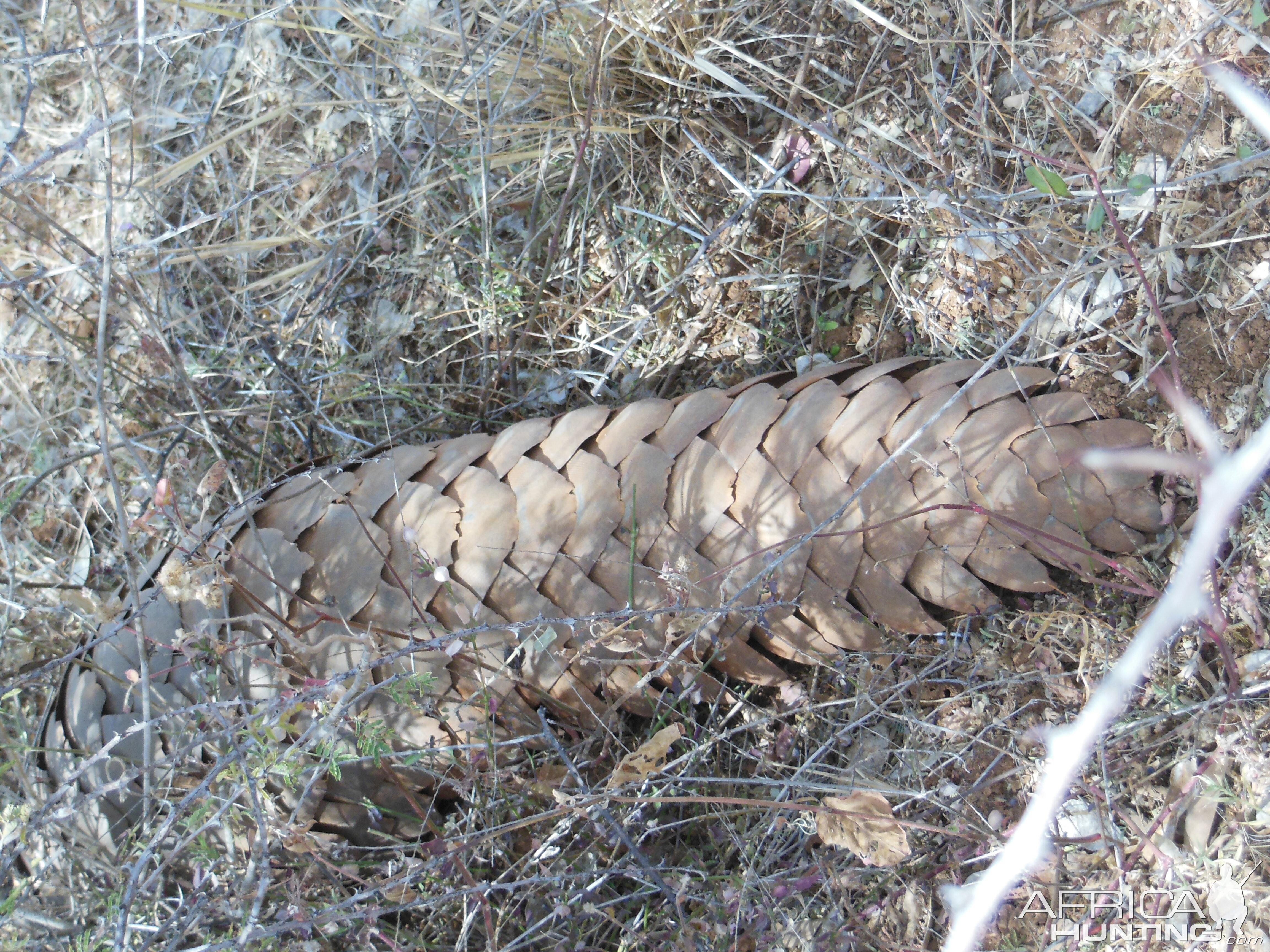 Pangolin Namibia