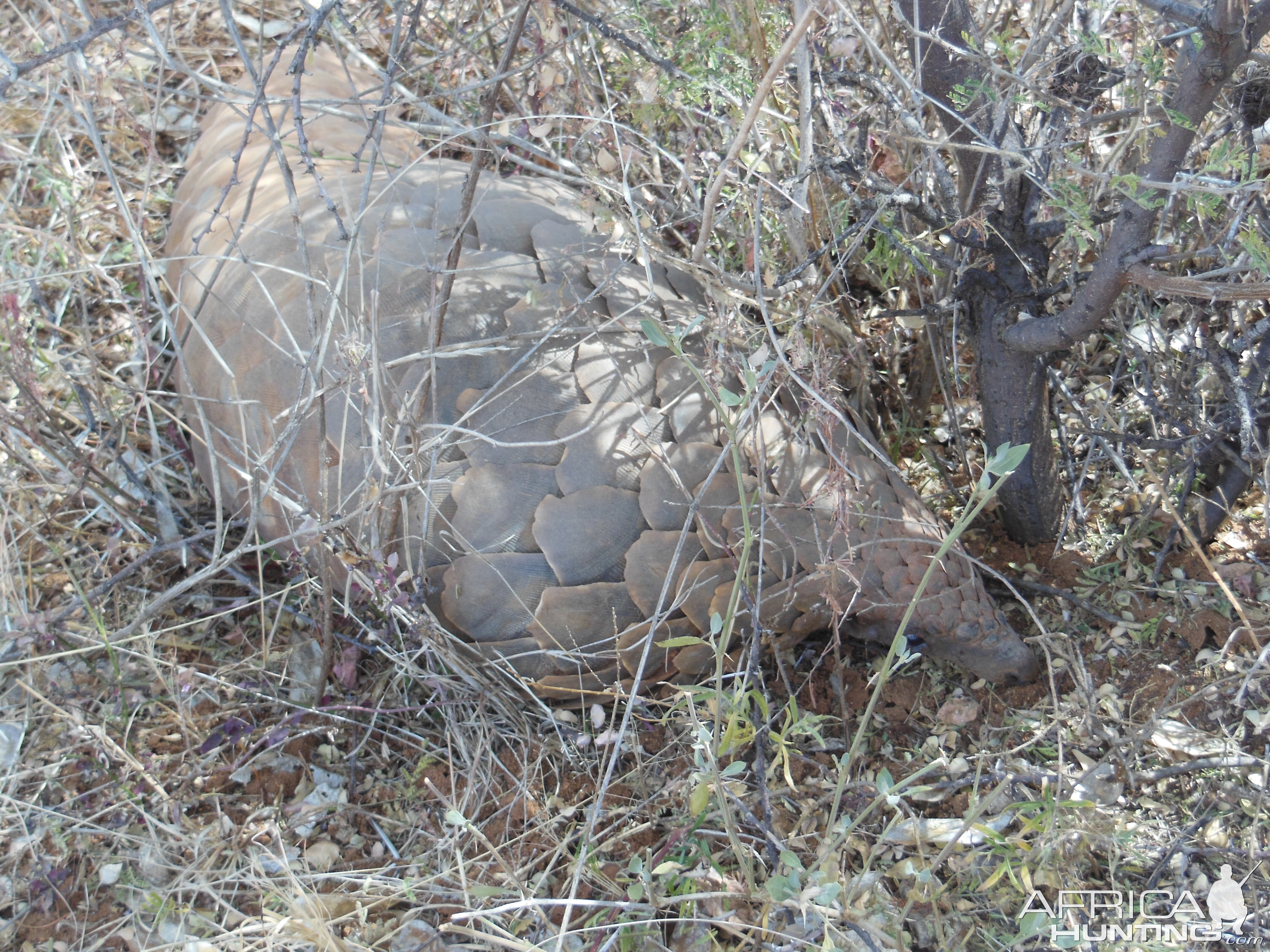 Pangolin Namibia