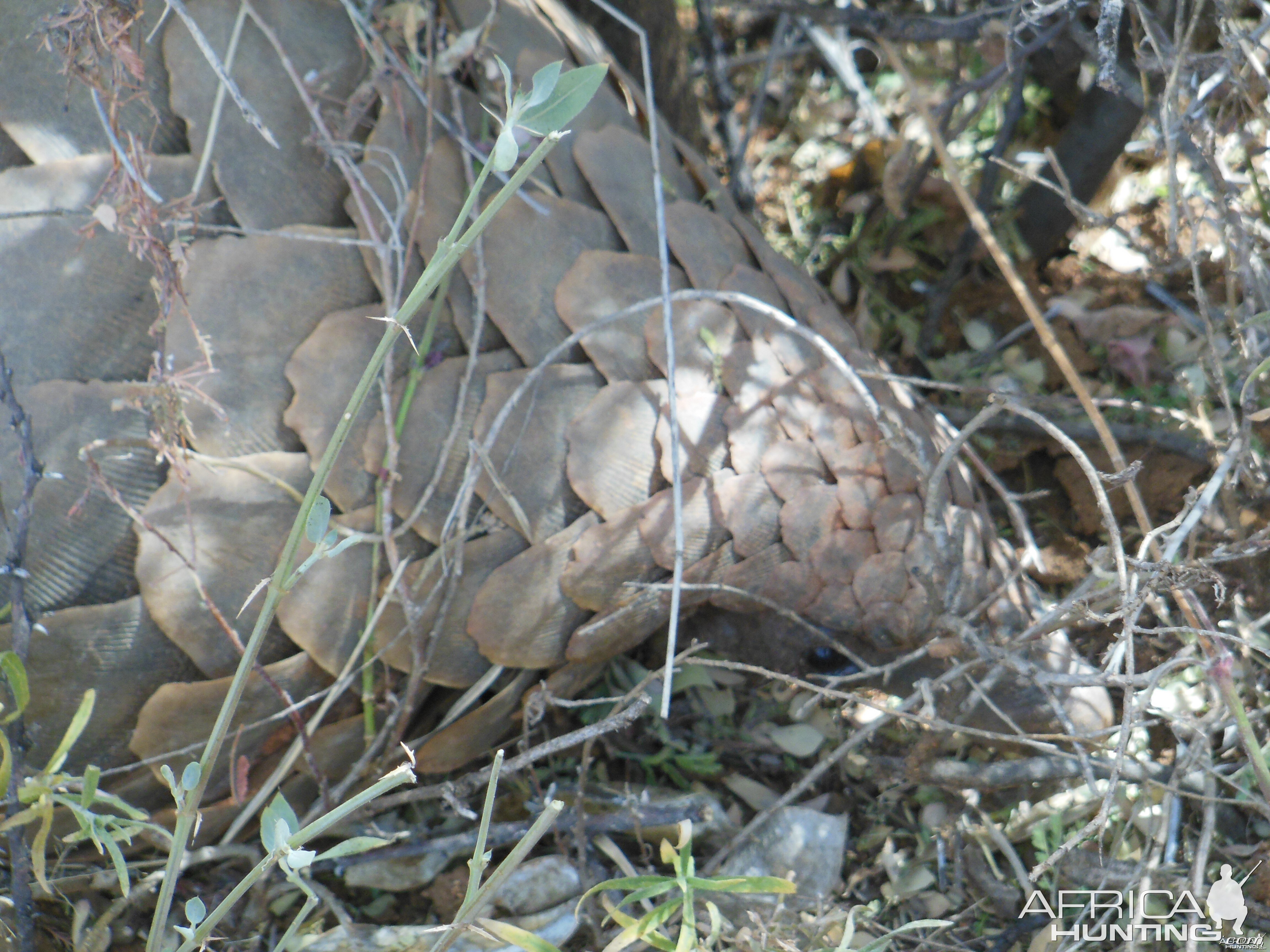 Pangolin Namibia