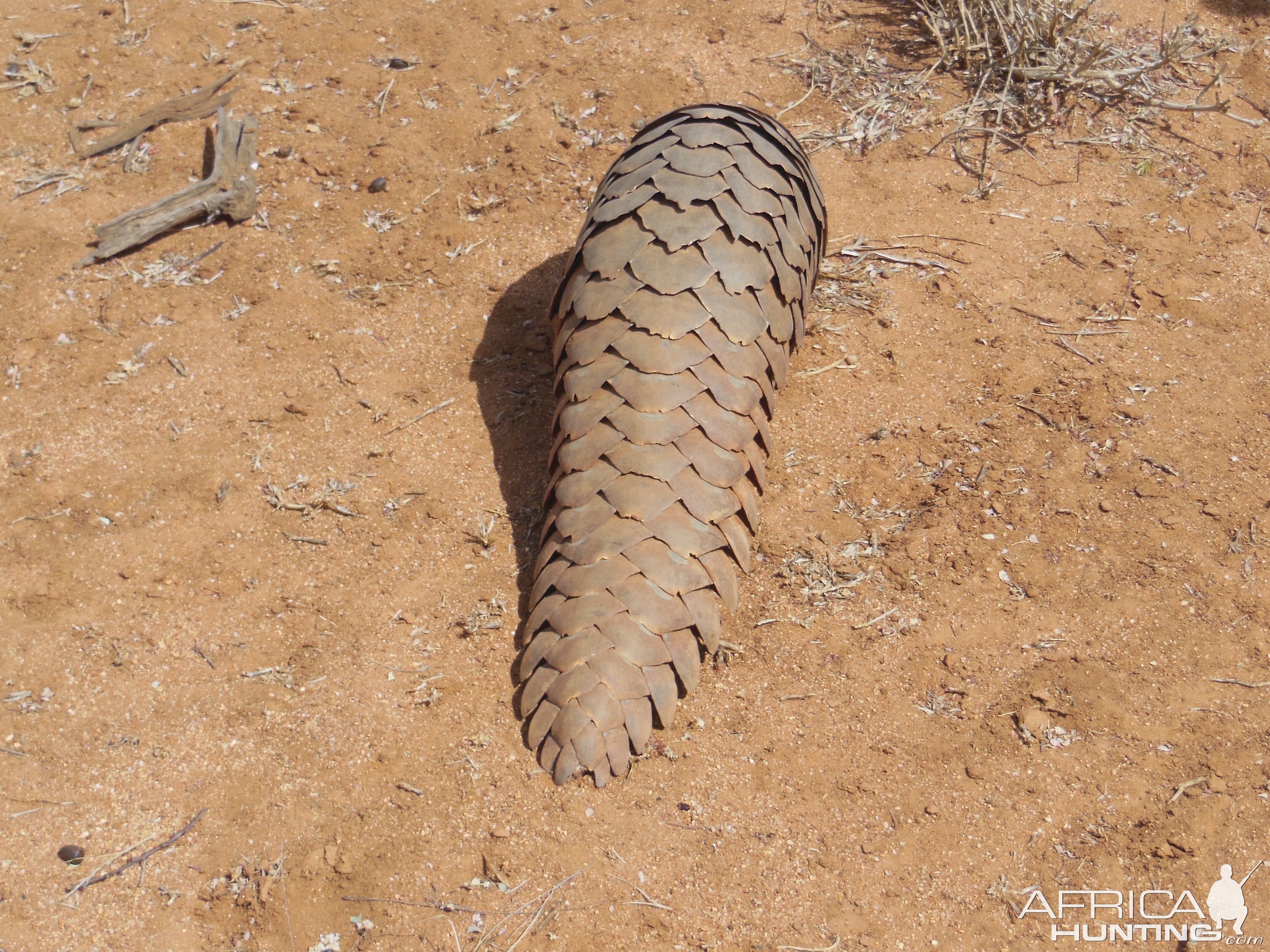 Pangolin Namibia