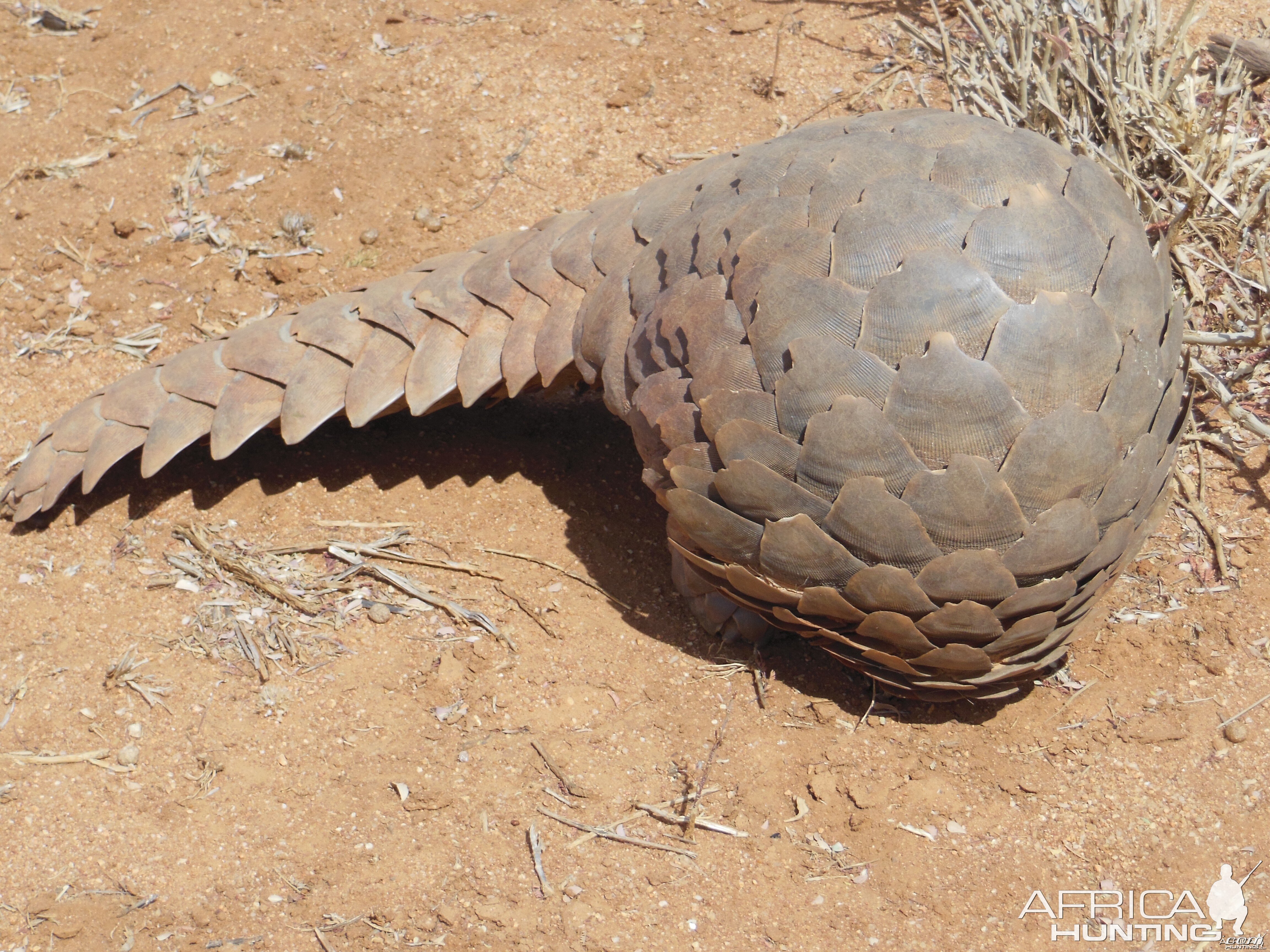 Pangolin Namibia