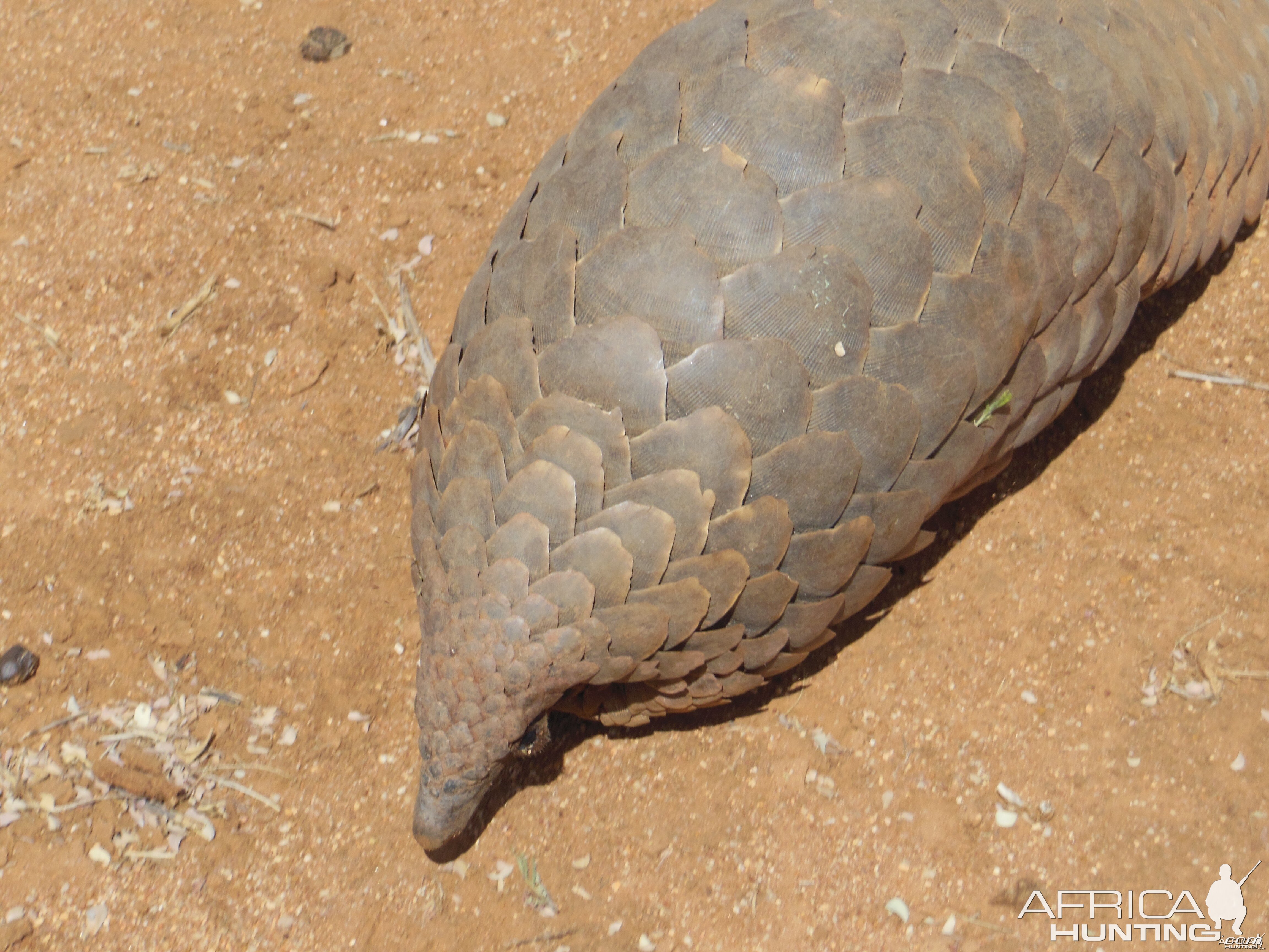 Pangolin Namibia