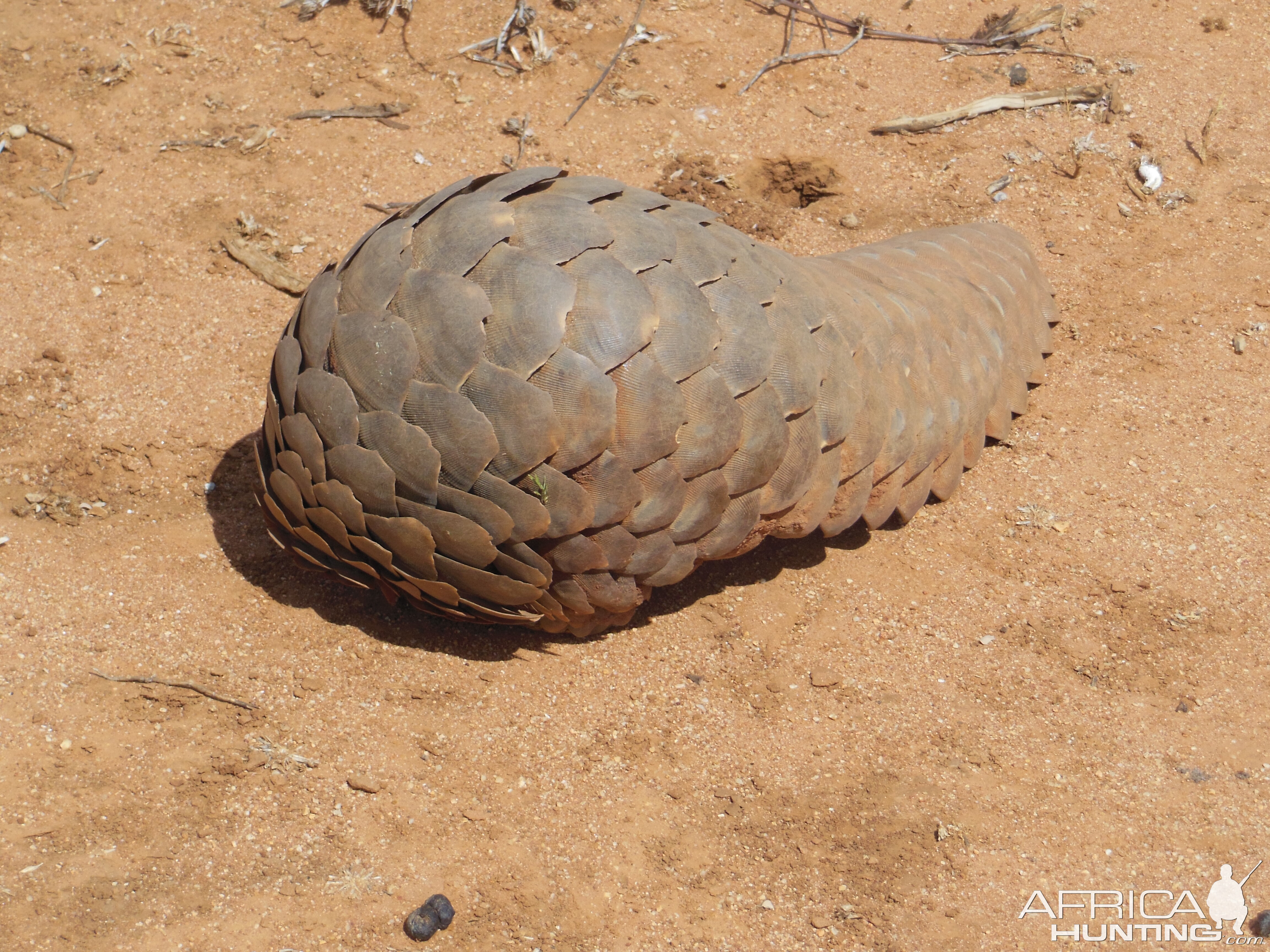 Pangolin Namibia