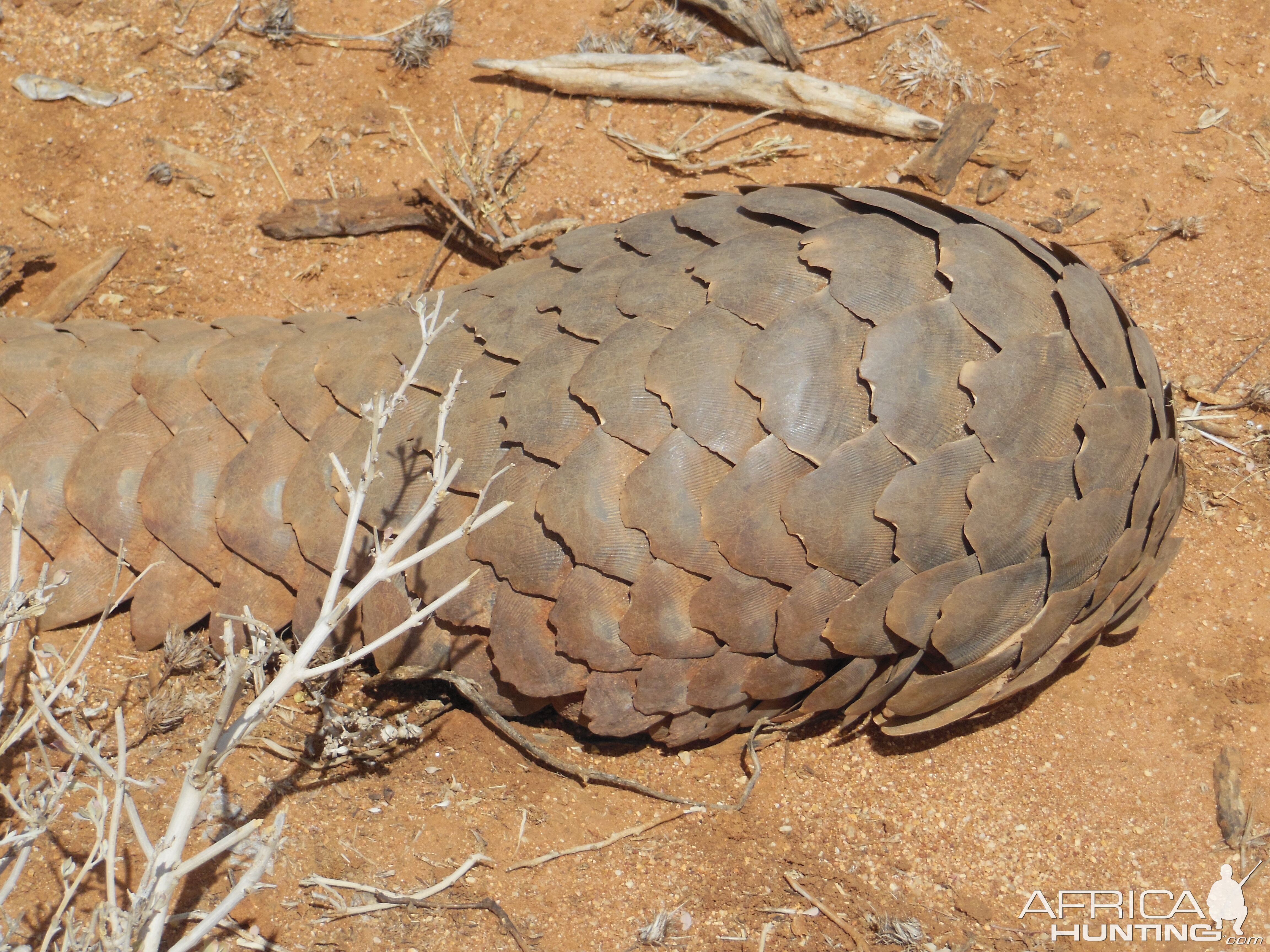 Pangolin Namibia