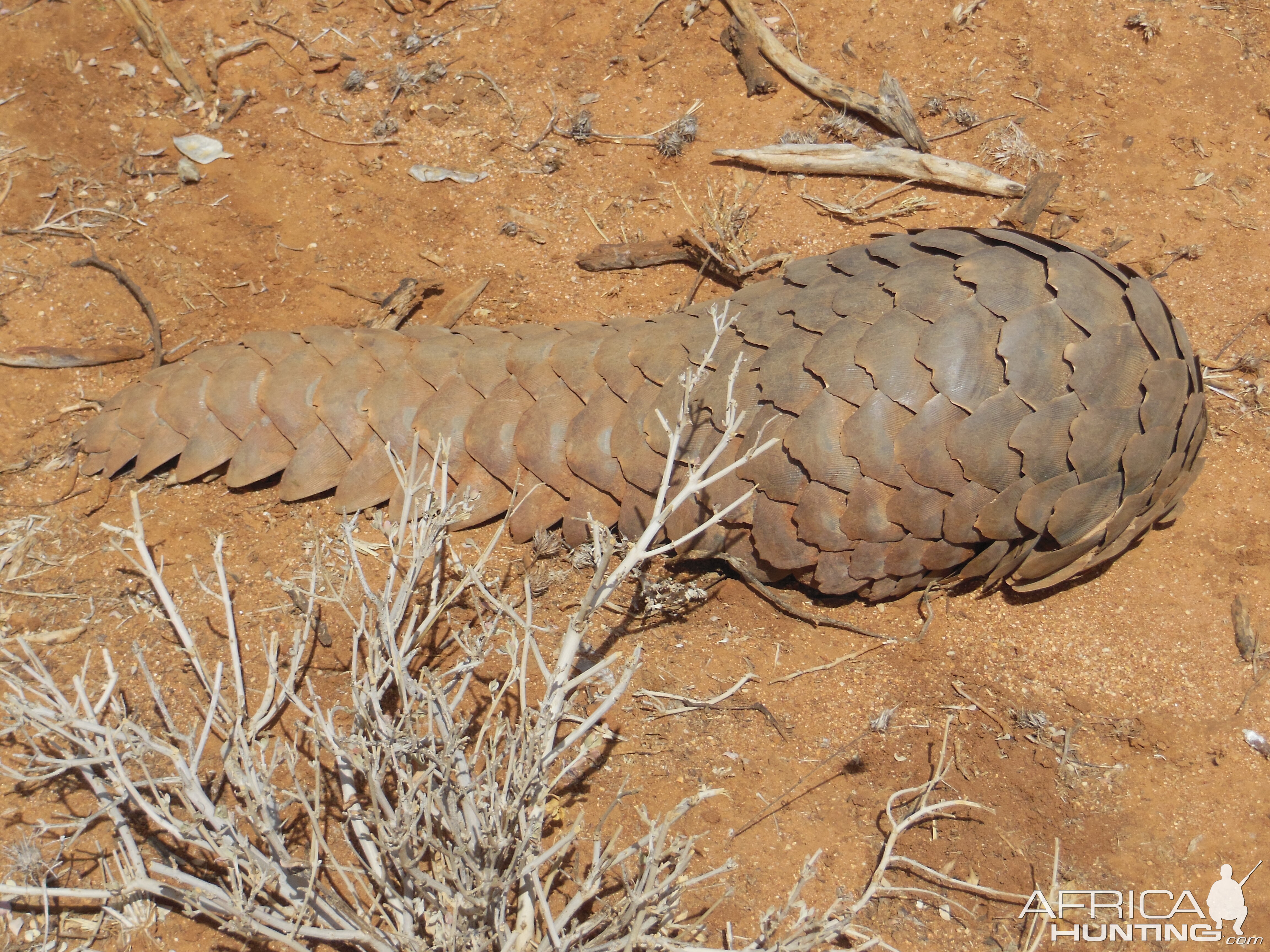 Pangolin Namibia