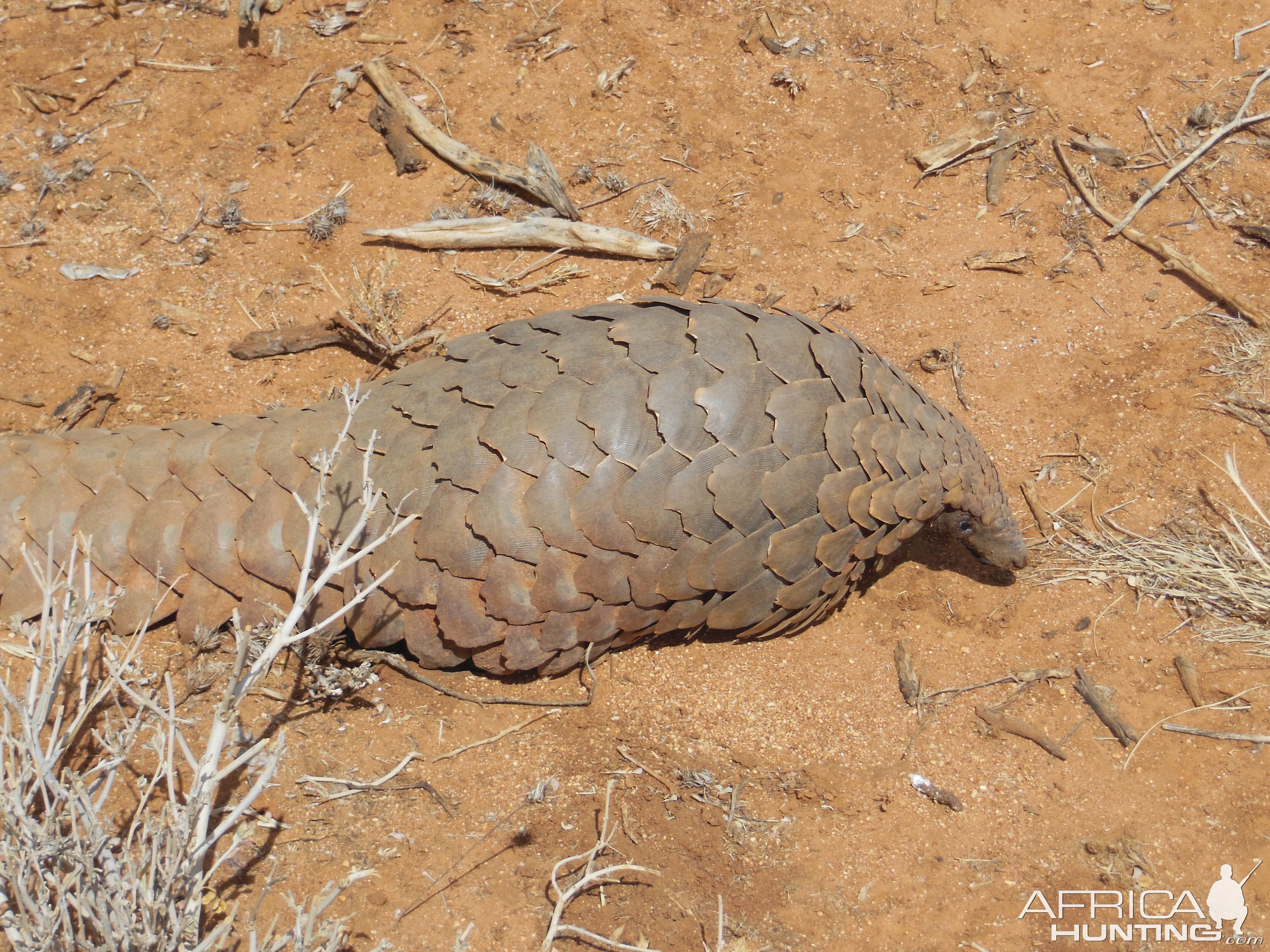 Pangolin Namibia