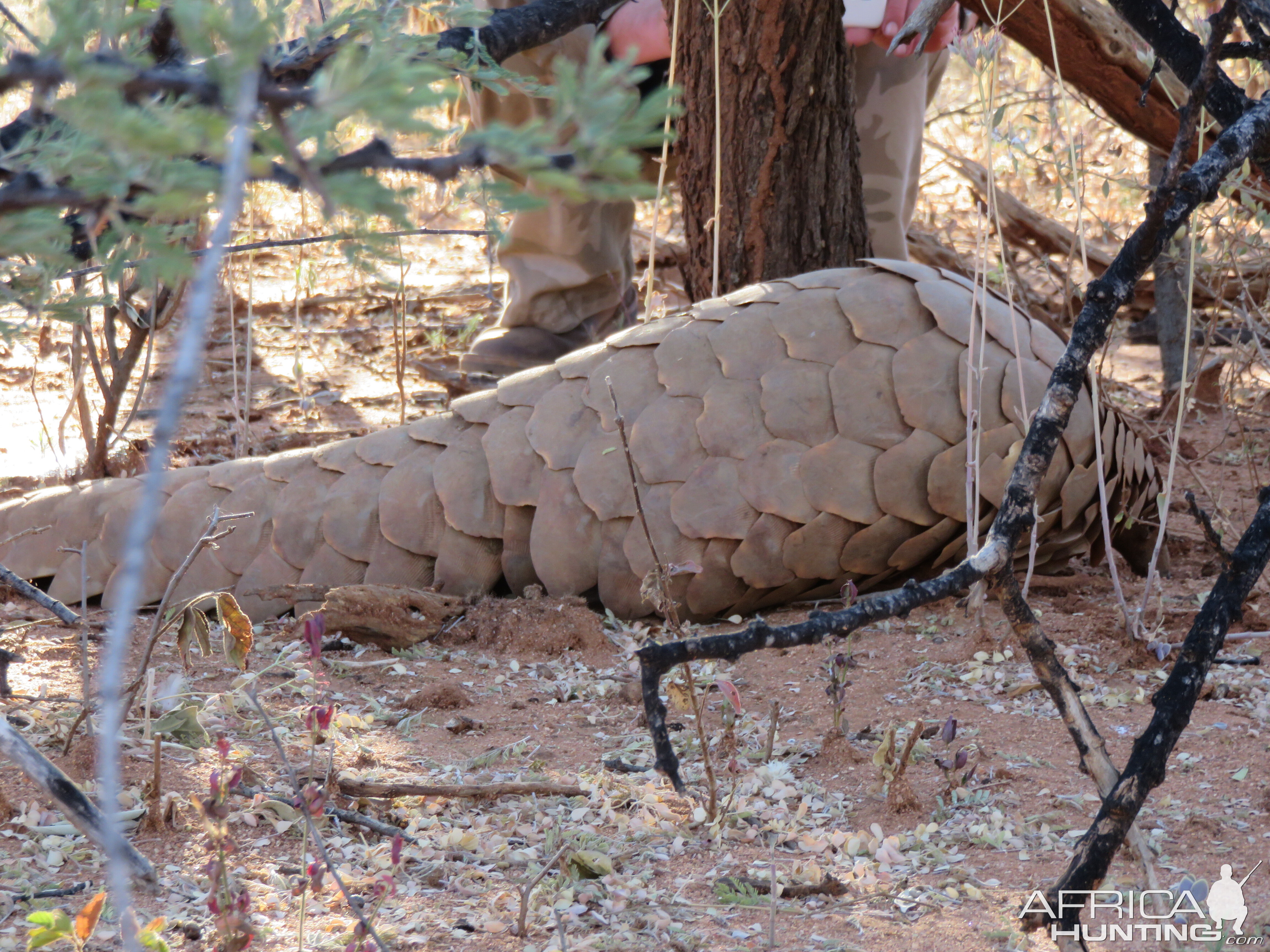 Pangolin