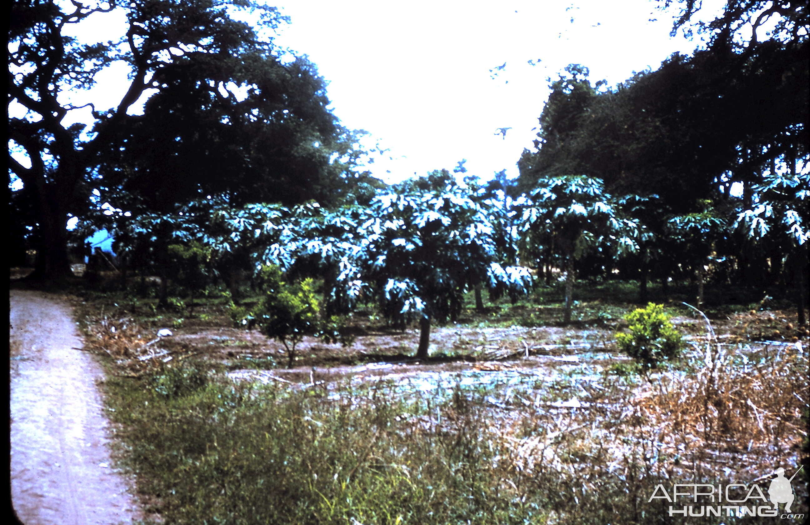 Papayas