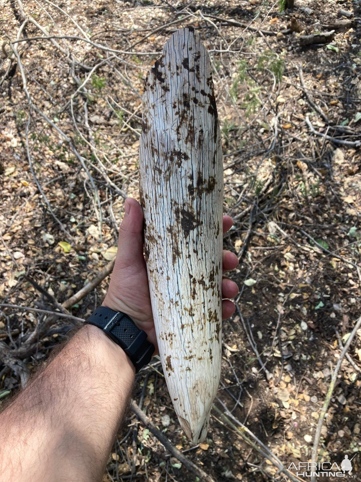 Partial Elephant Tusk