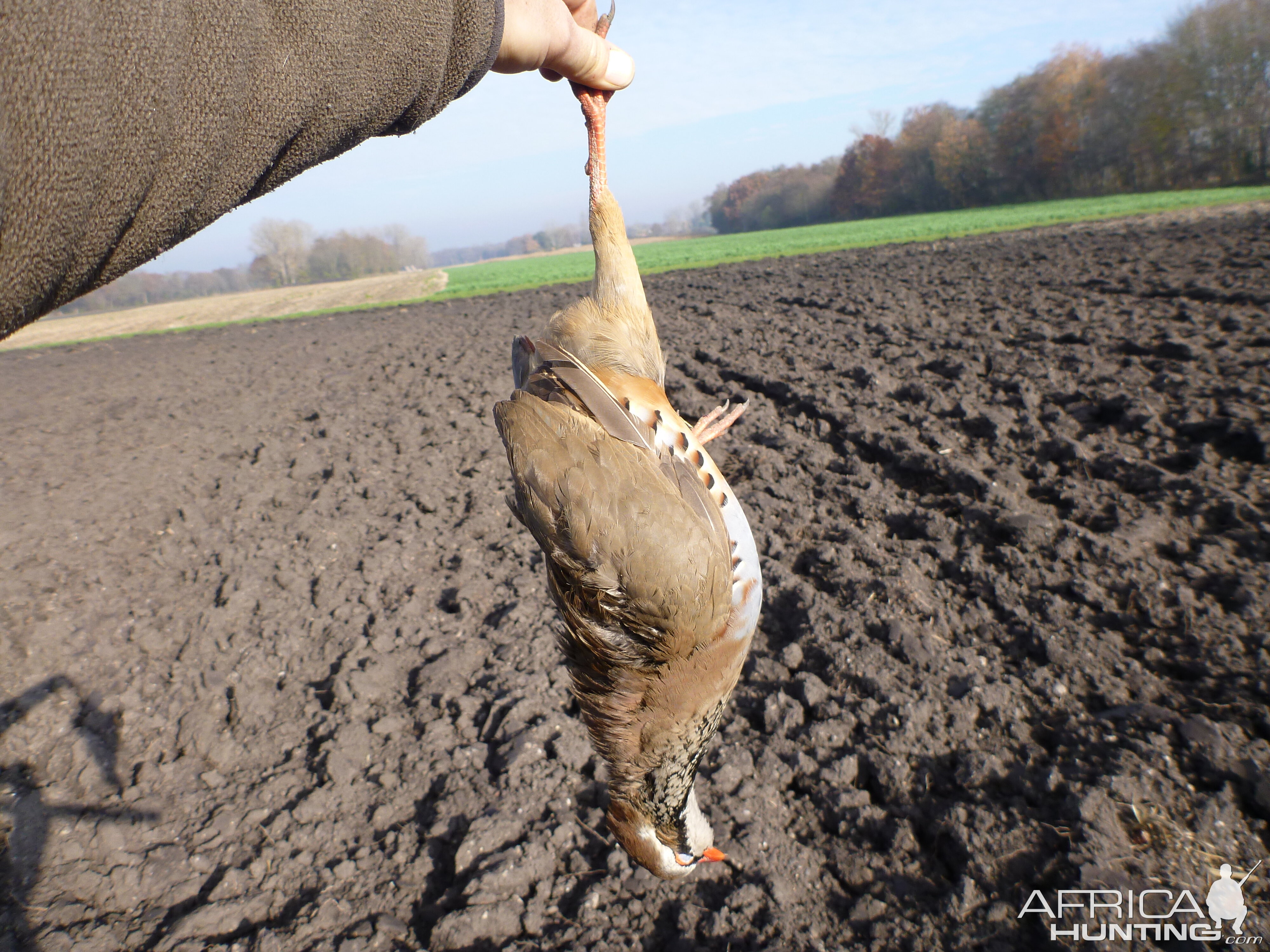 Partridge Hunting in France