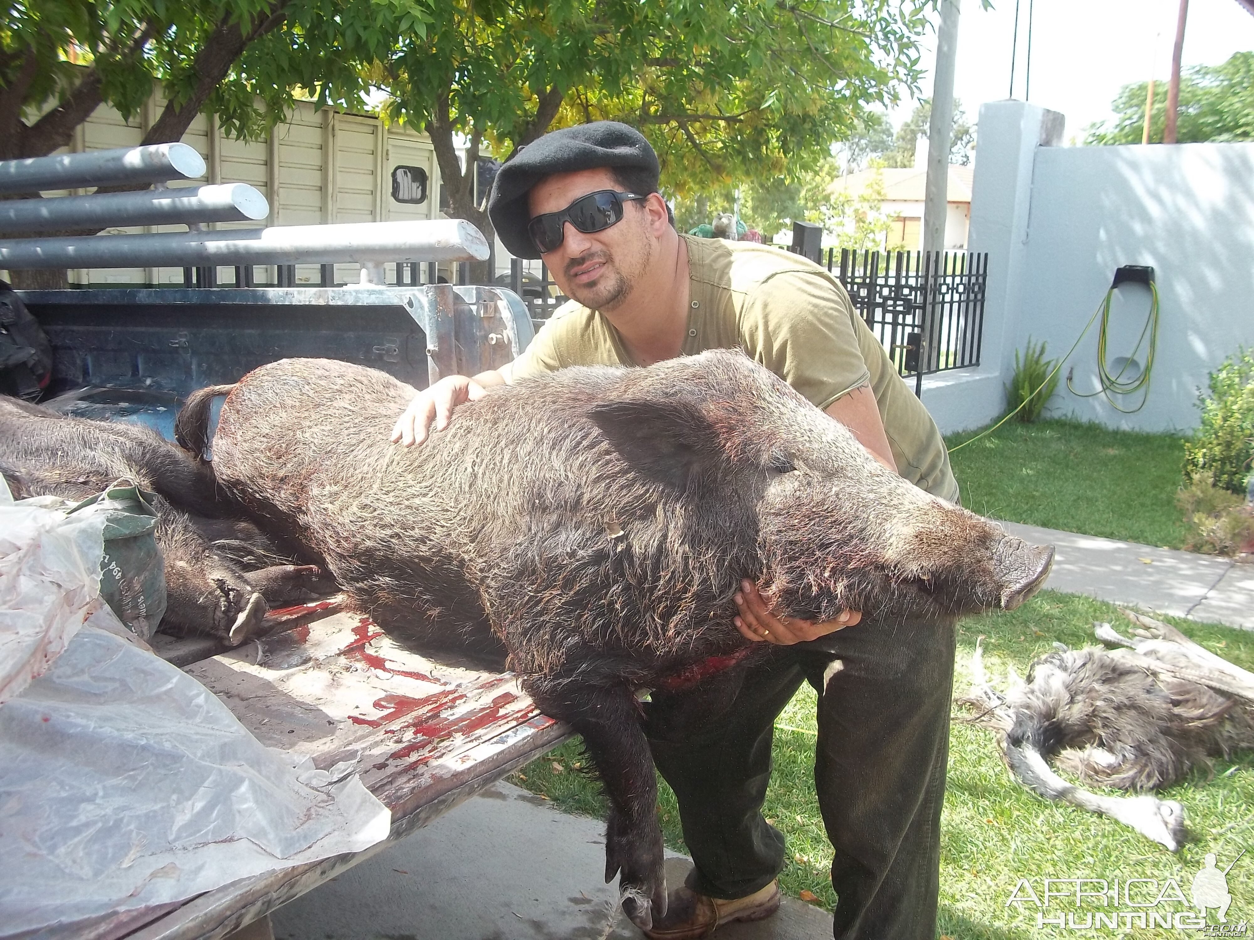 patagonian jabali