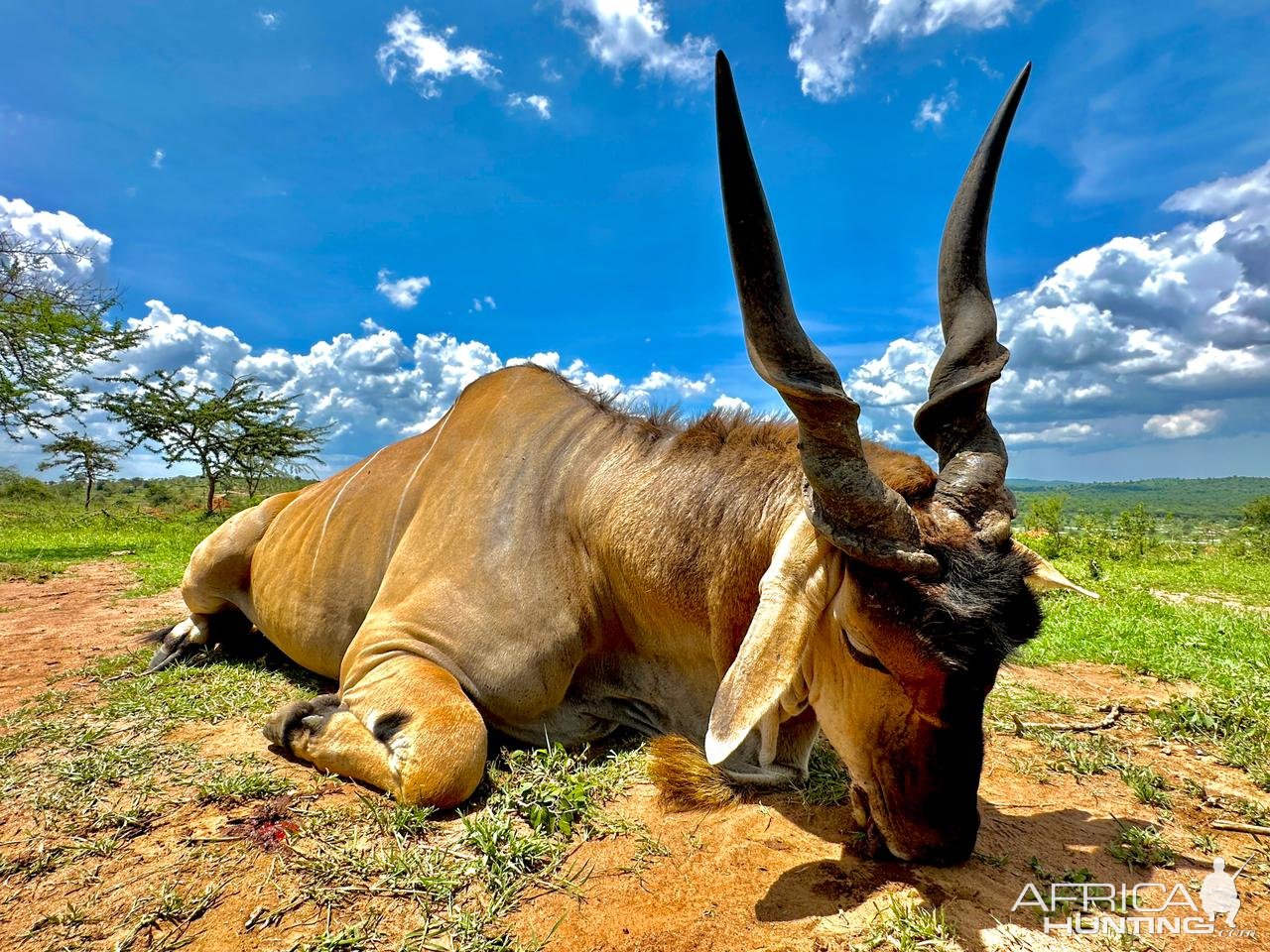 Patterson Eland Hunt Uganda