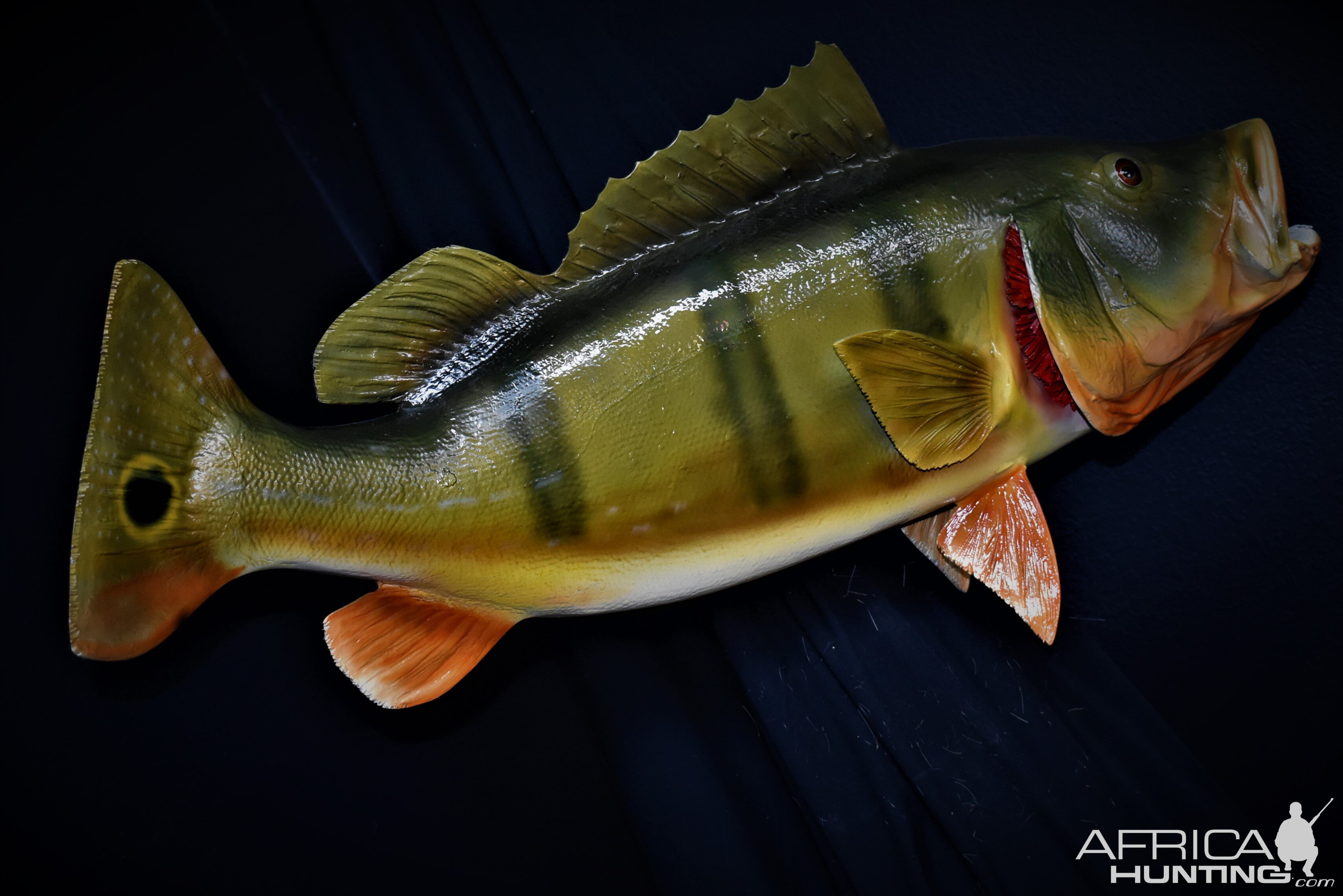 Peacock Bass Full Mount Taxidermy