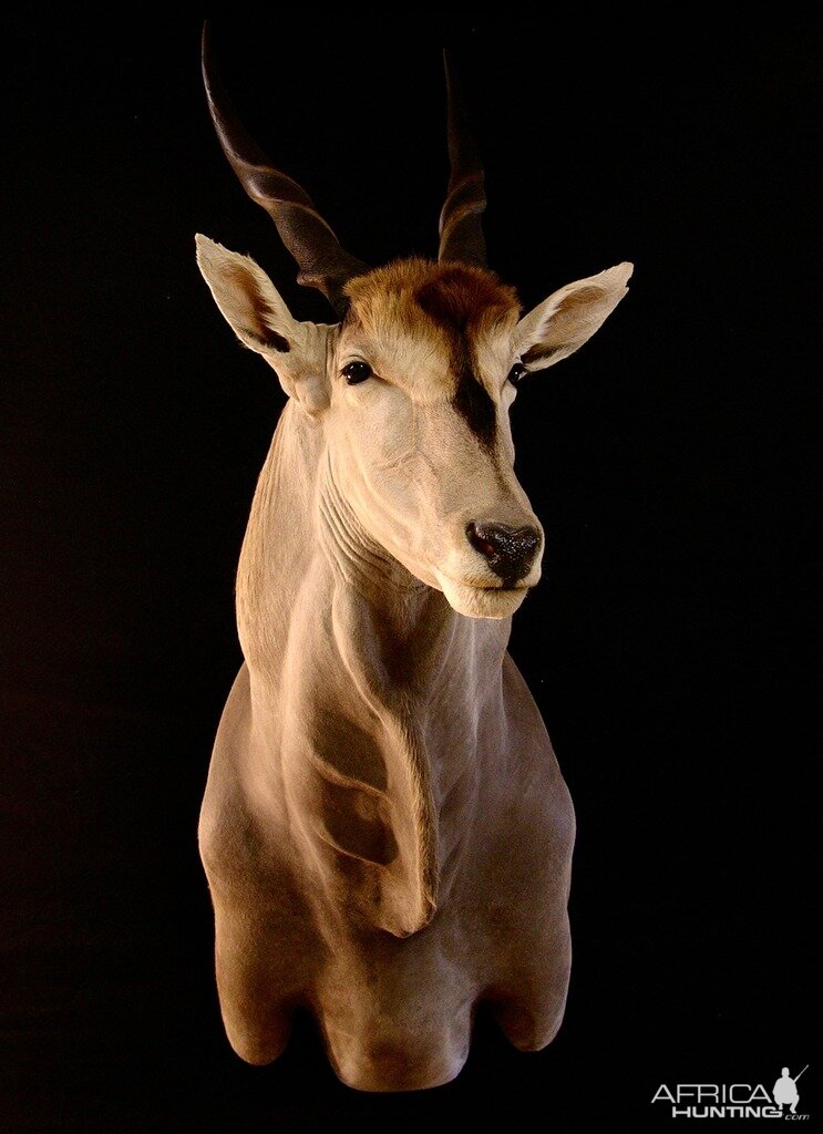 Pedestal Eland Taxidermy