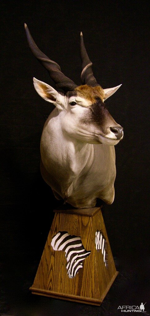 Pedestal Eland Taxidermy