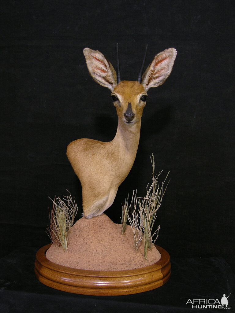 Pedestal Steenbok Taxidermy