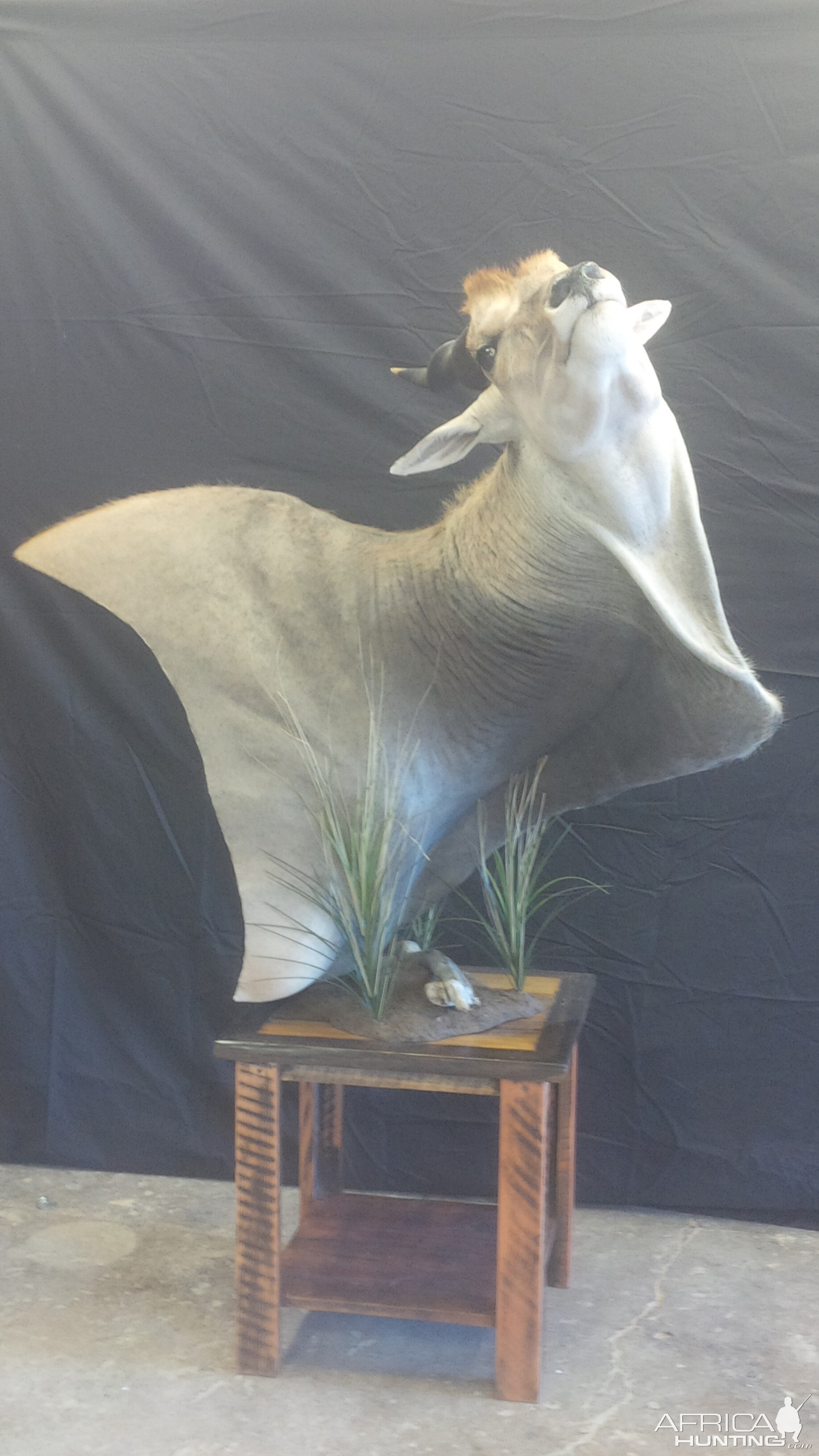 Pedestal Taxidermy Eland