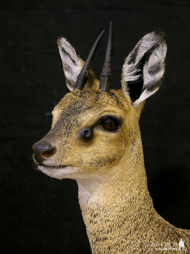 Pedestal Taxidermy Klipspringer