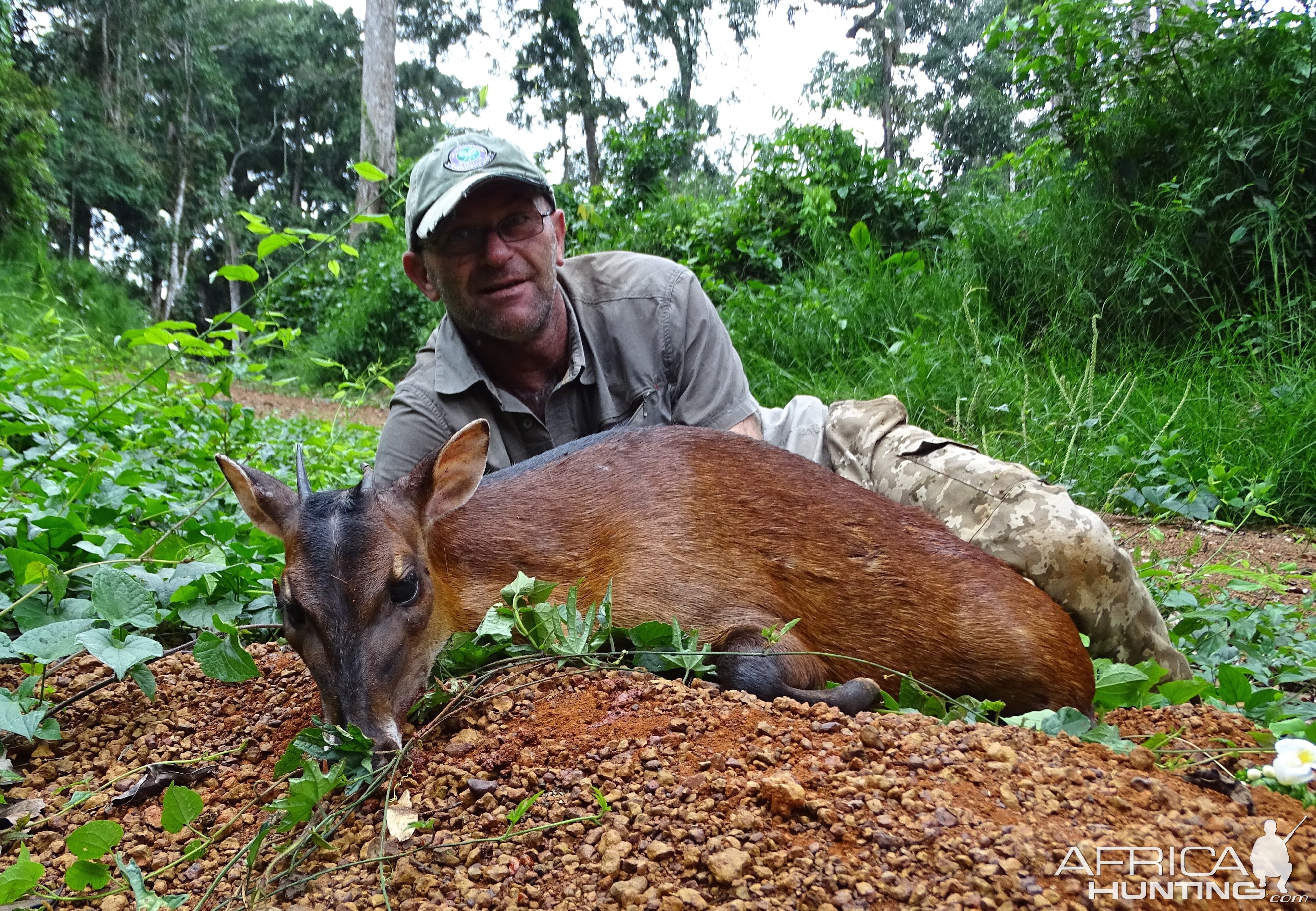 Peters Duiker hunt Congo