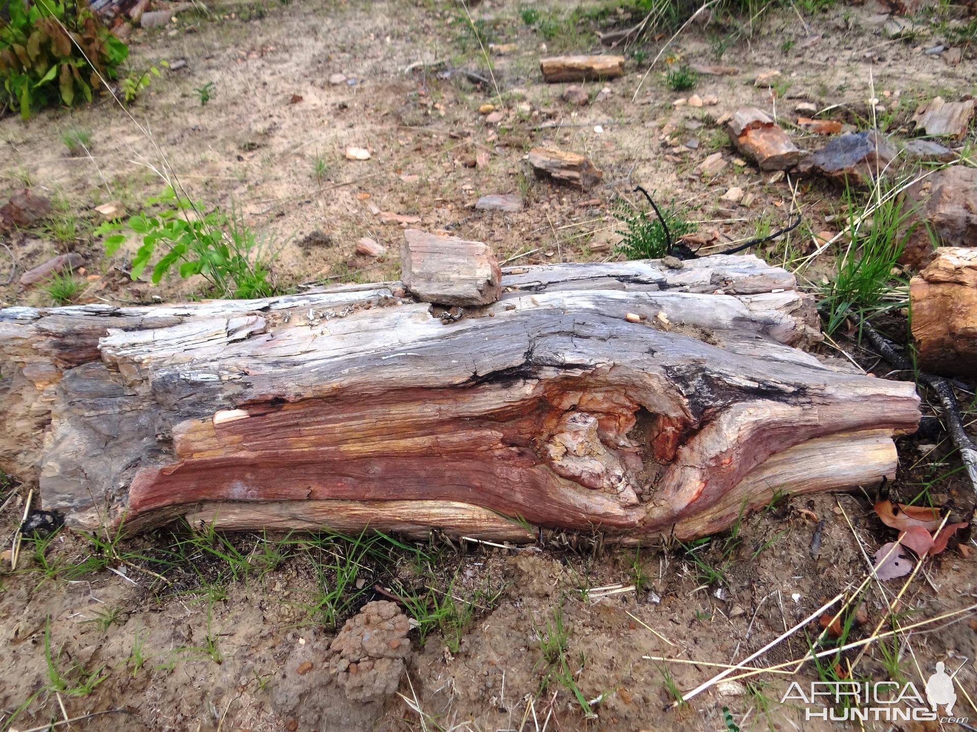 Petrified wood Selous Tanzania