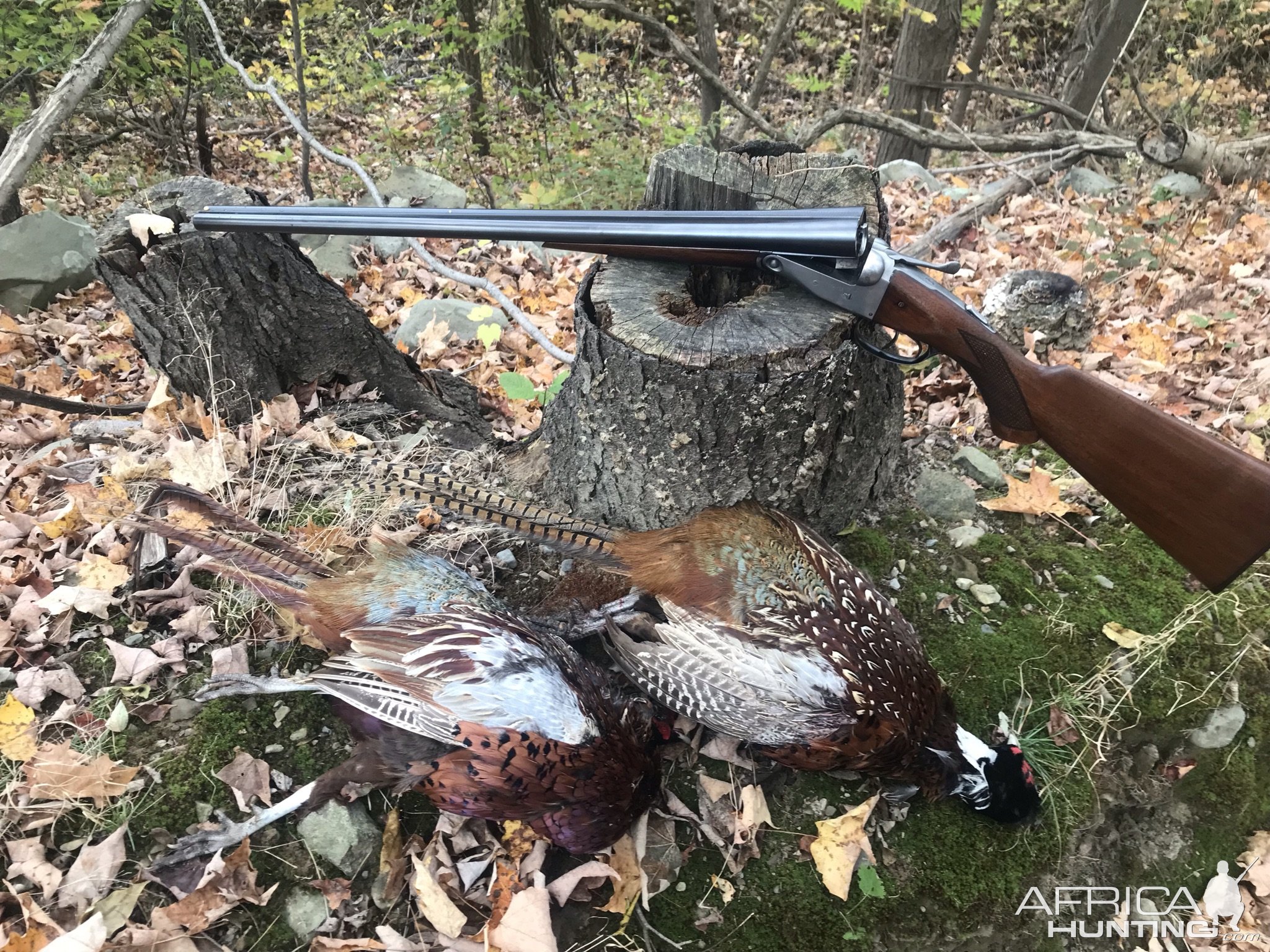 Pheasant Hunt