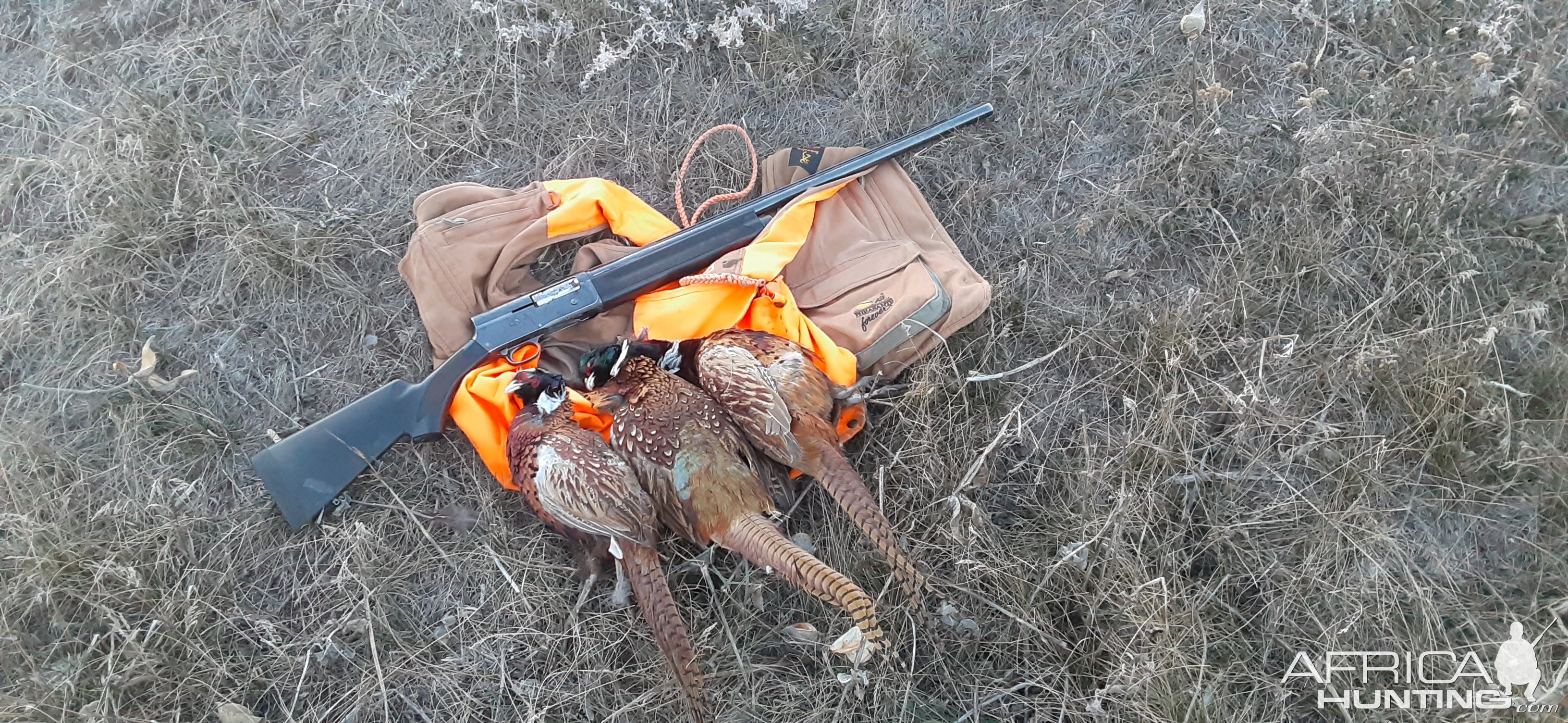 Pheasant Hunt