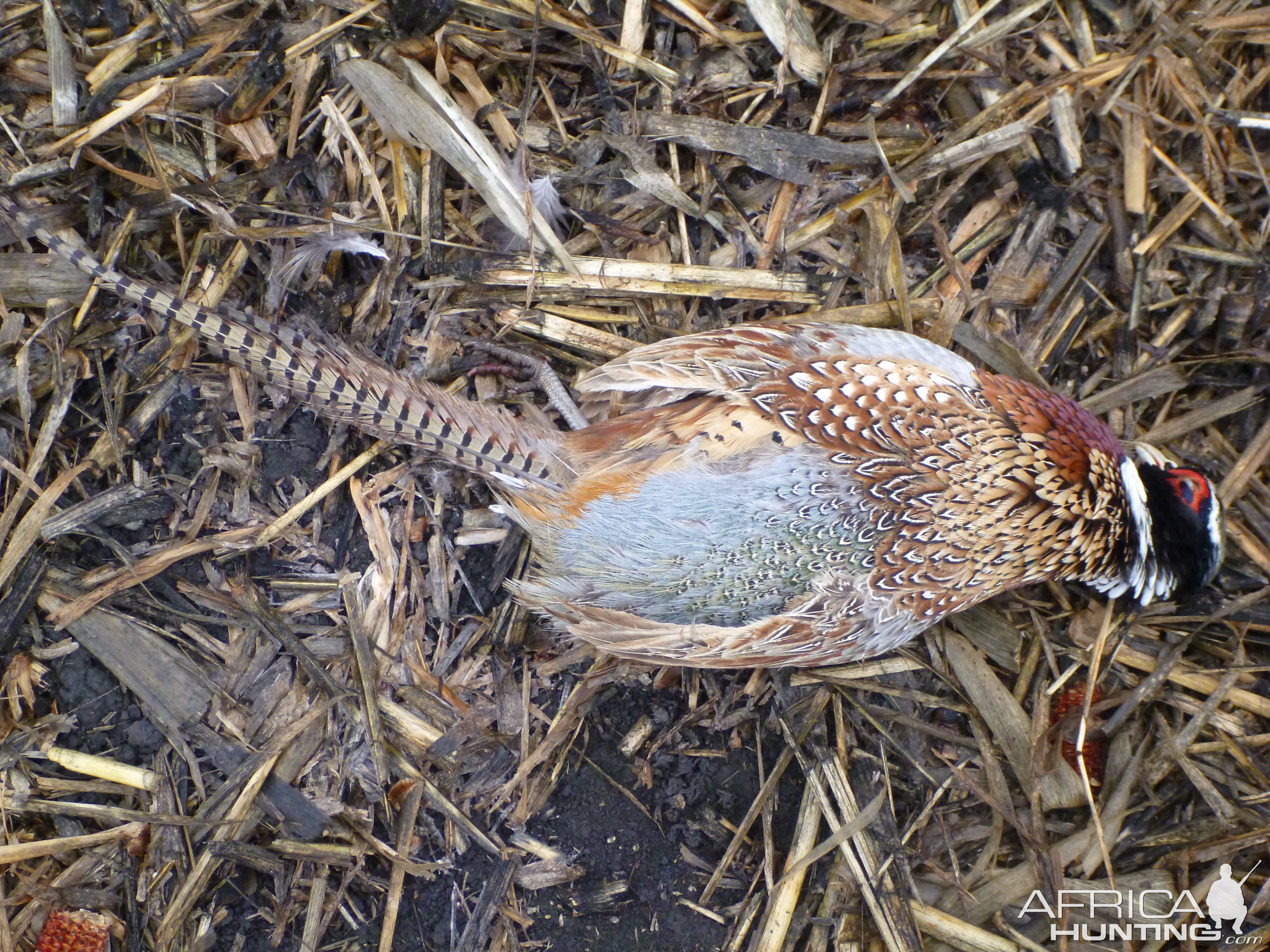 Pheasant Hunting in France