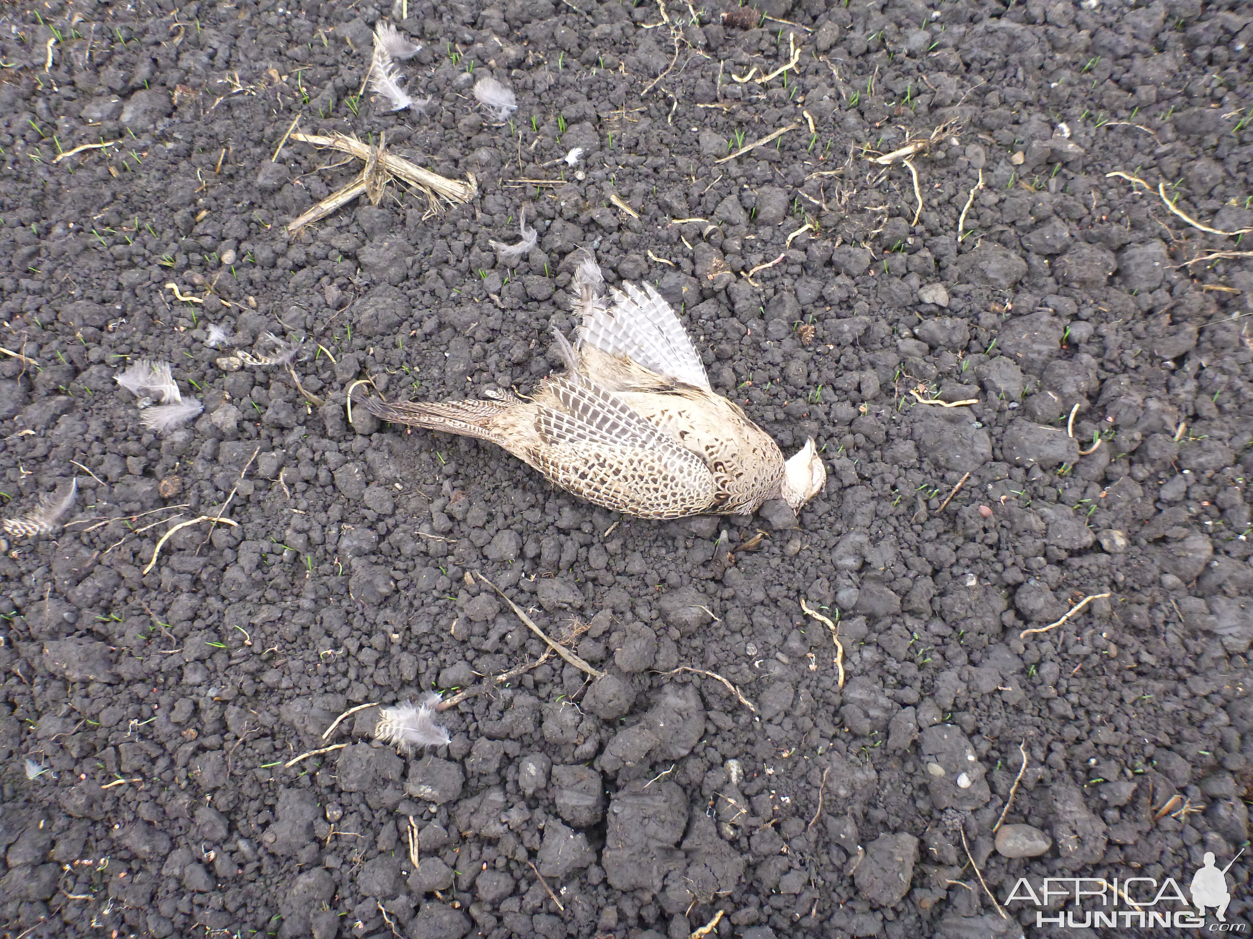 Pheasant Hunting in France