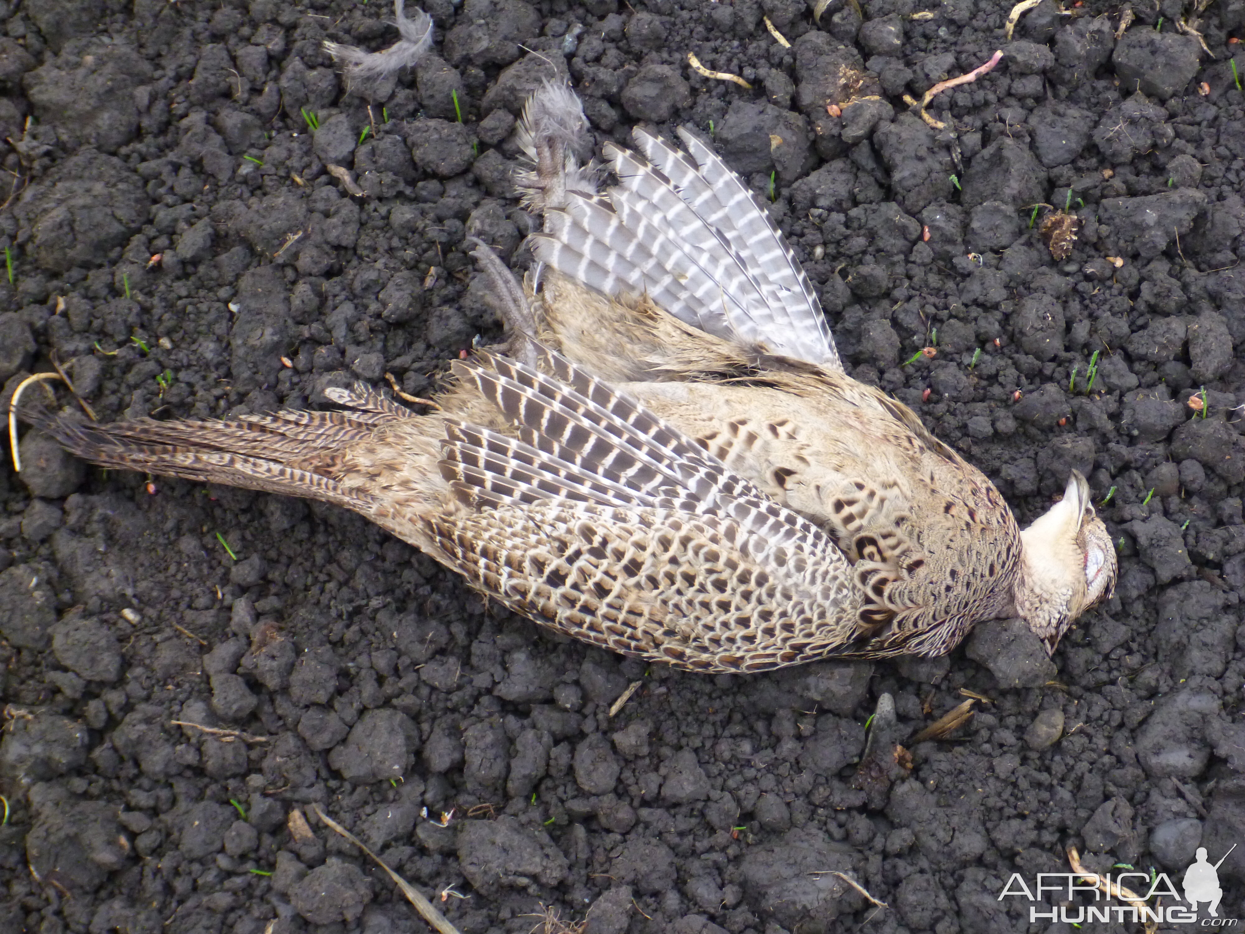 Pheasant Hunting in France