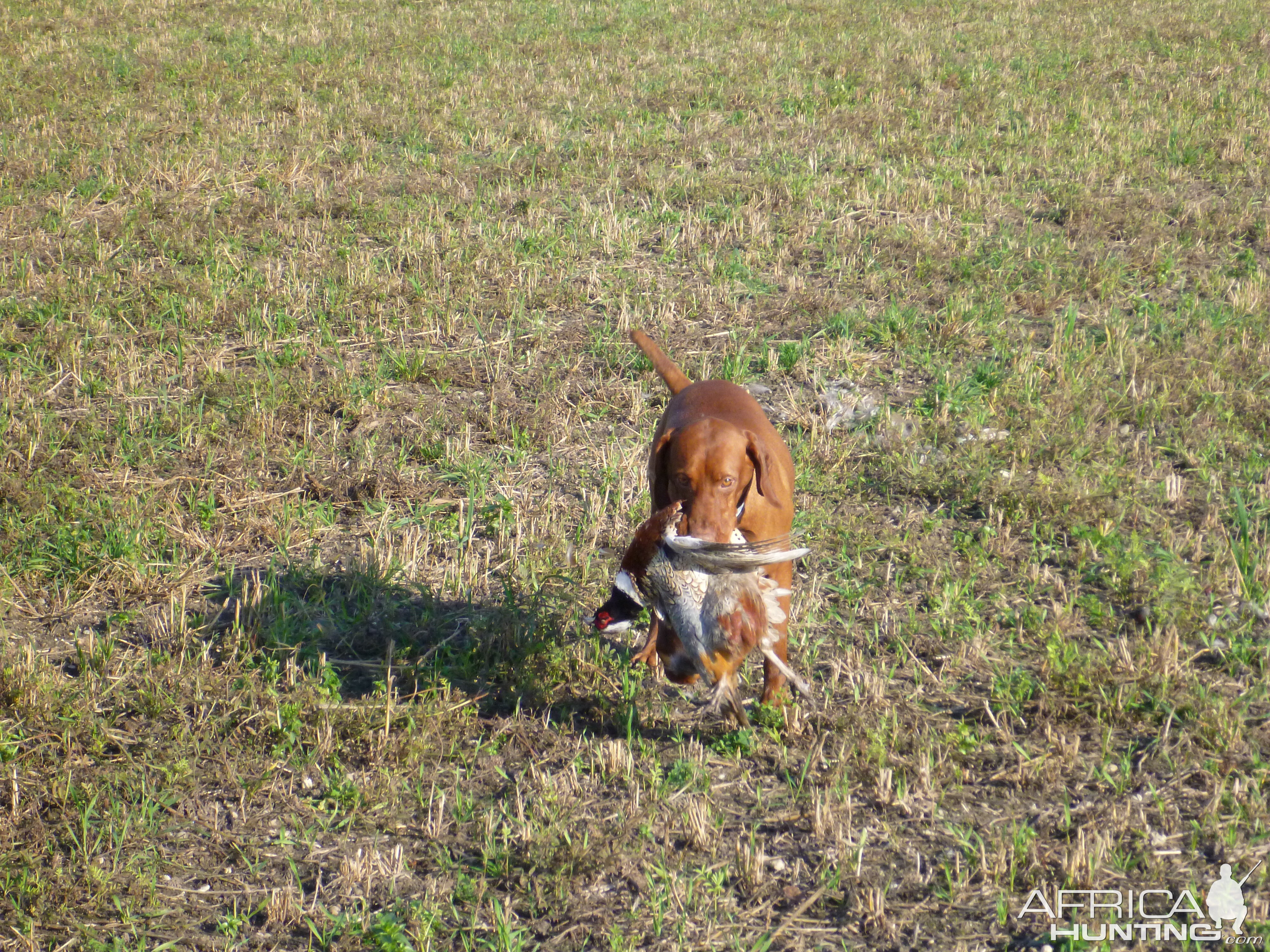 Pheasant Hunting in France