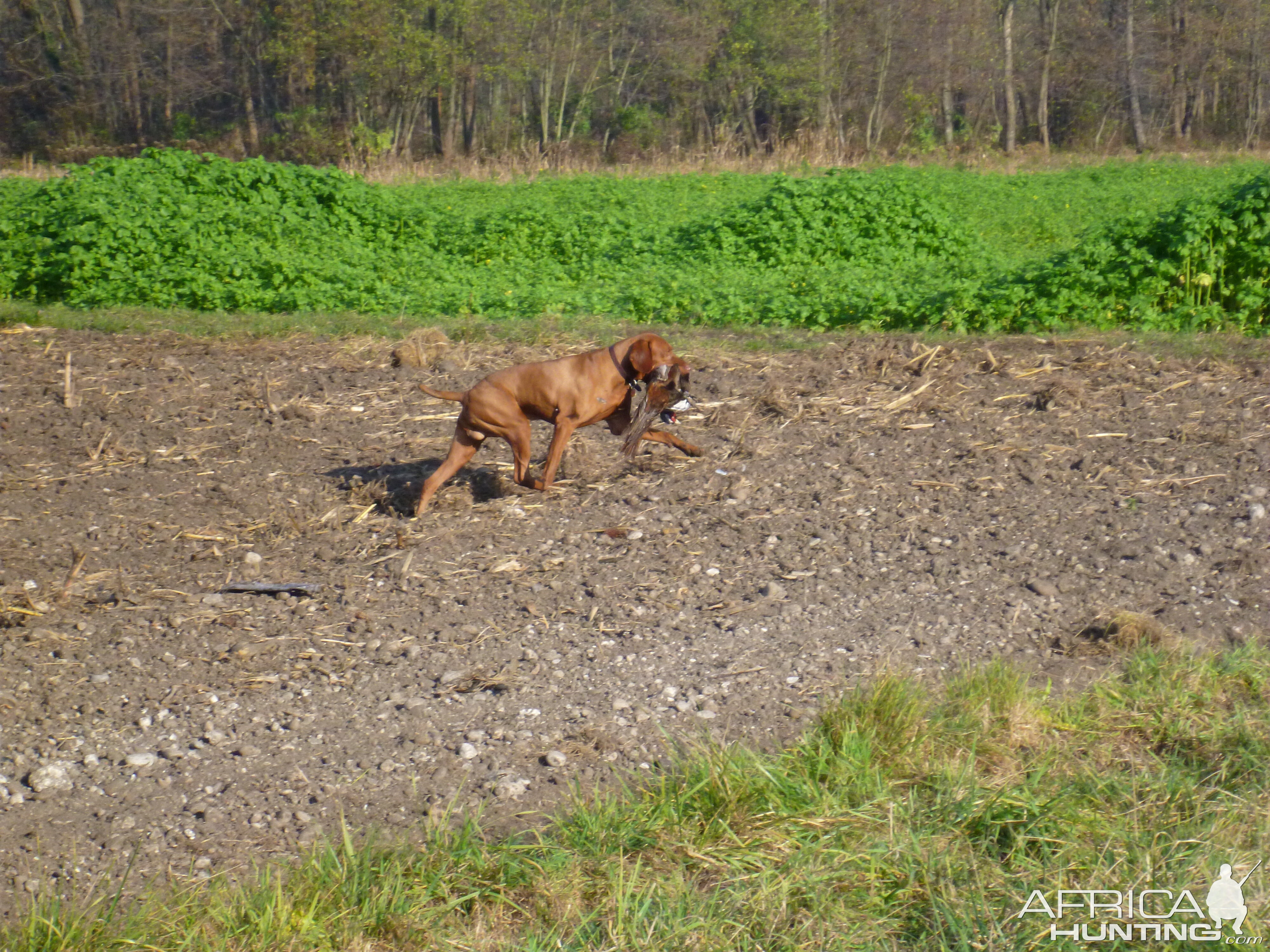 Pheasant Hunting in France