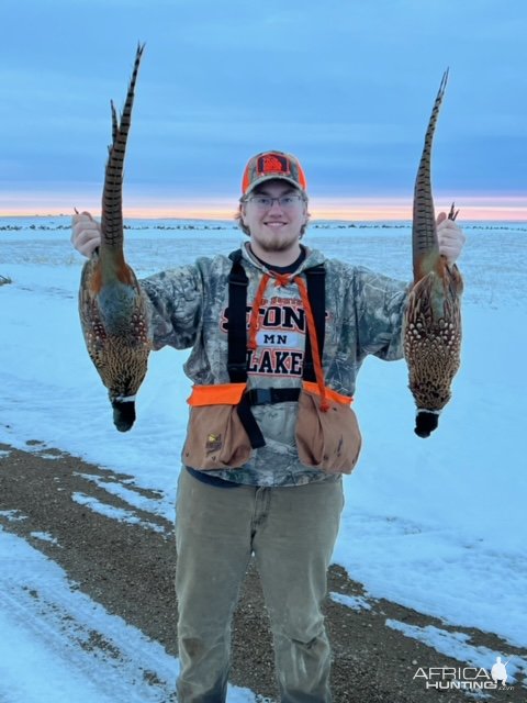 Pheasant Hunting Minnesota