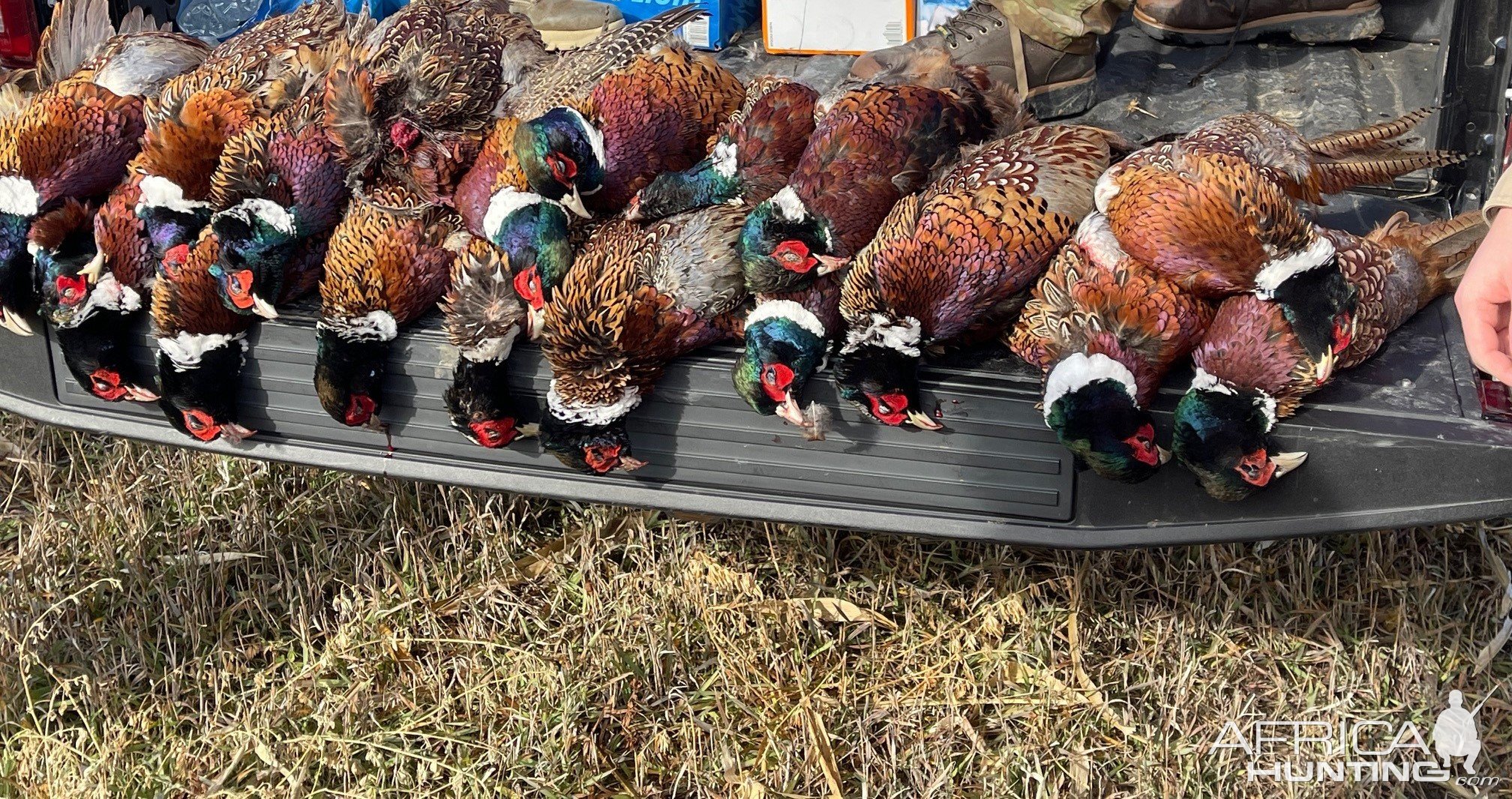 Pheasant Hunting