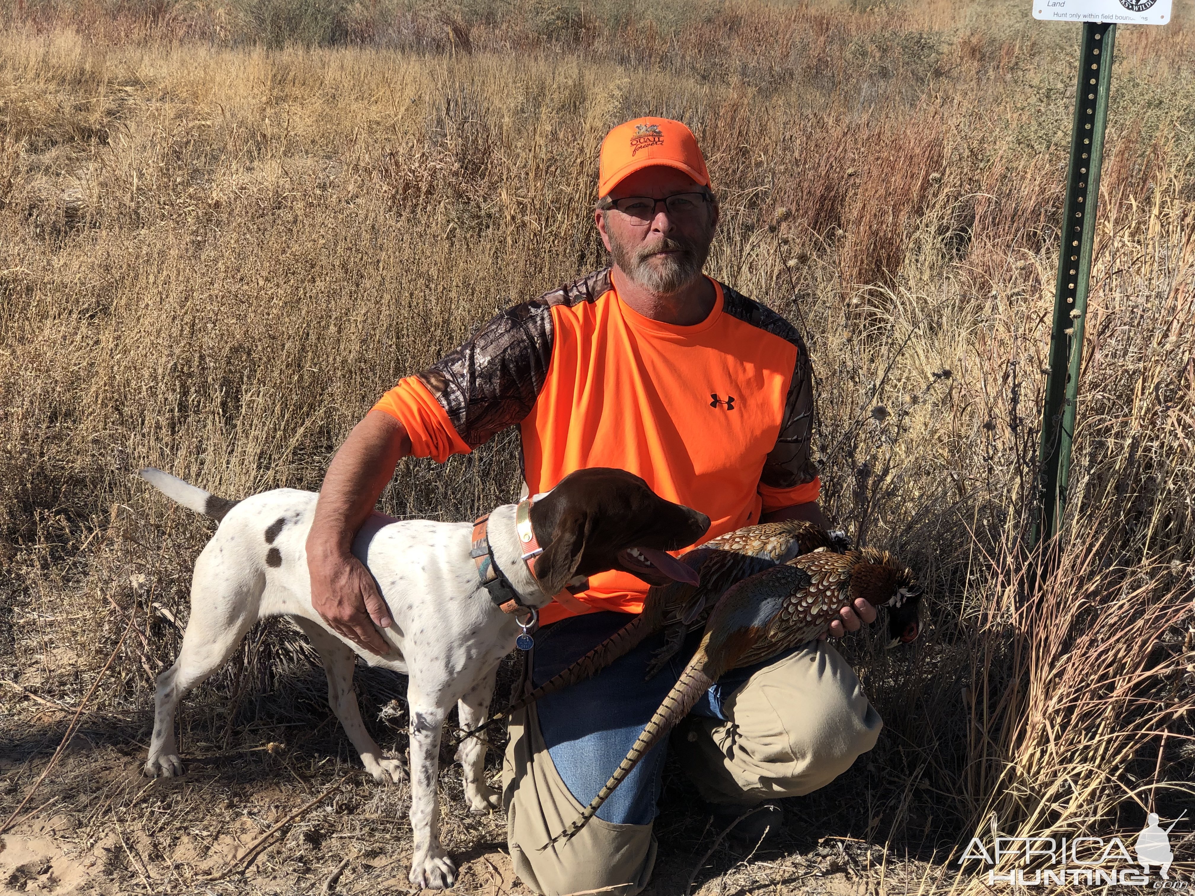 Pheasant Hunting