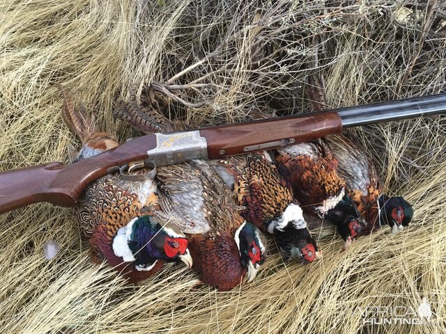 Pheasant Hunting