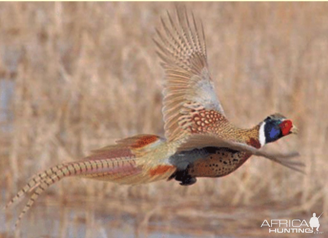 Pheasant Texas