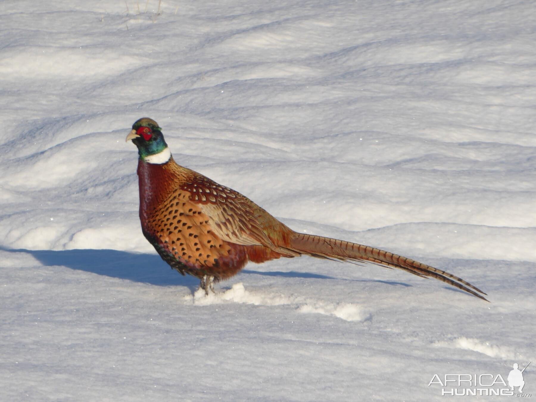 Pheasants in New Zealand